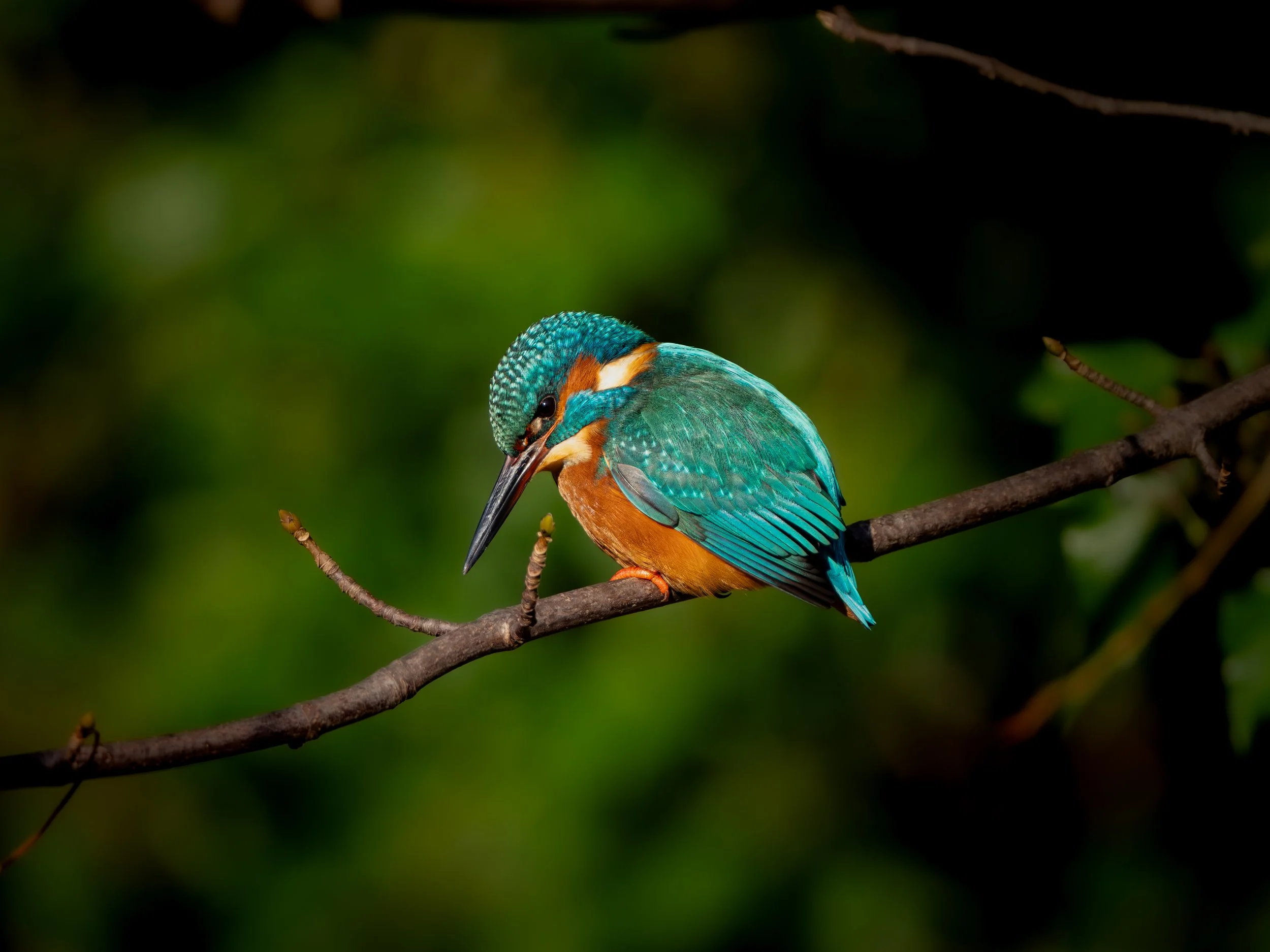 Colorful kingfisher bird perched on a thin branch against a blurred green background.