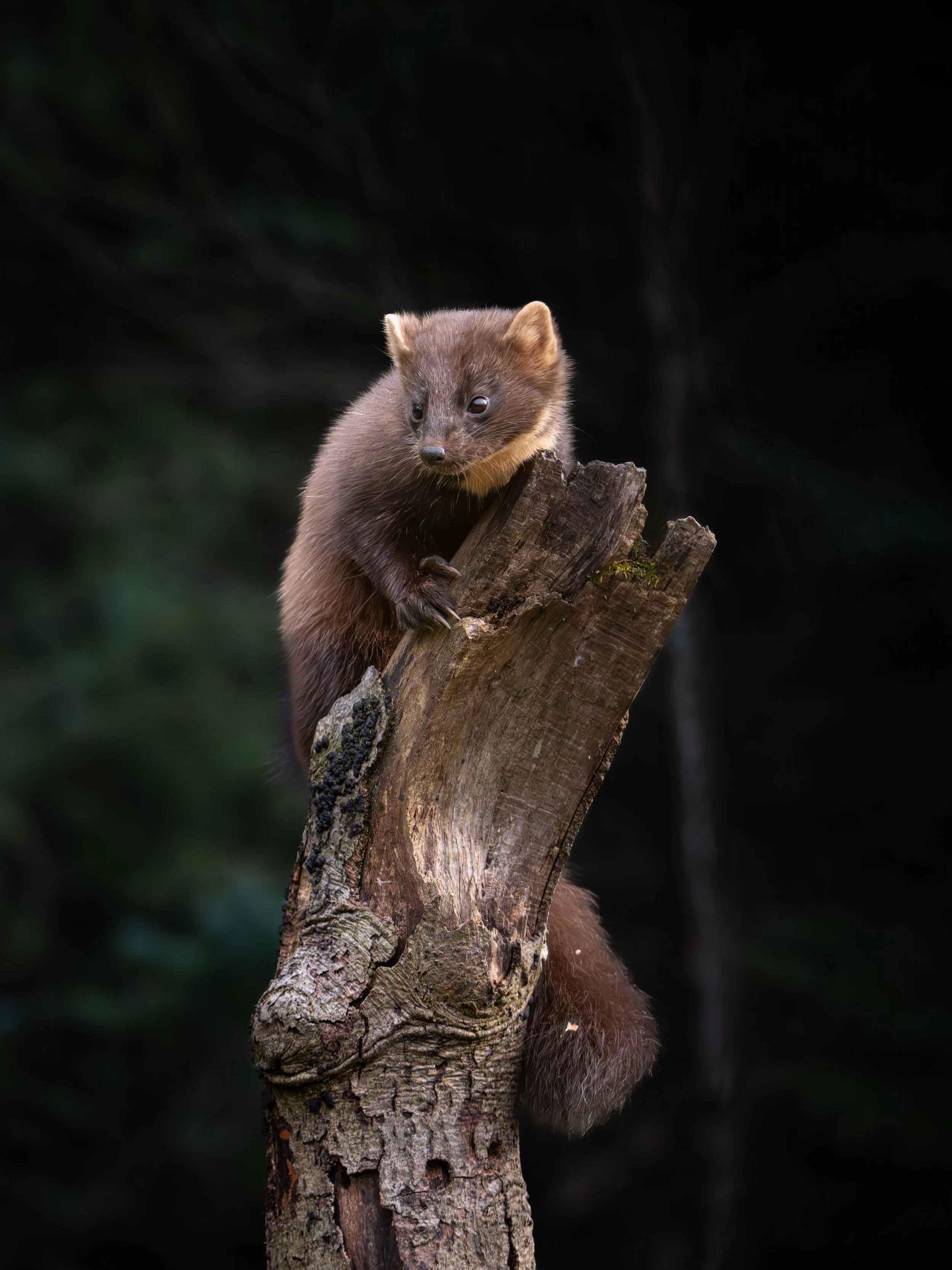 A pine marten, perched on a tree branch in a dark forest with a focus on its face and upper body.