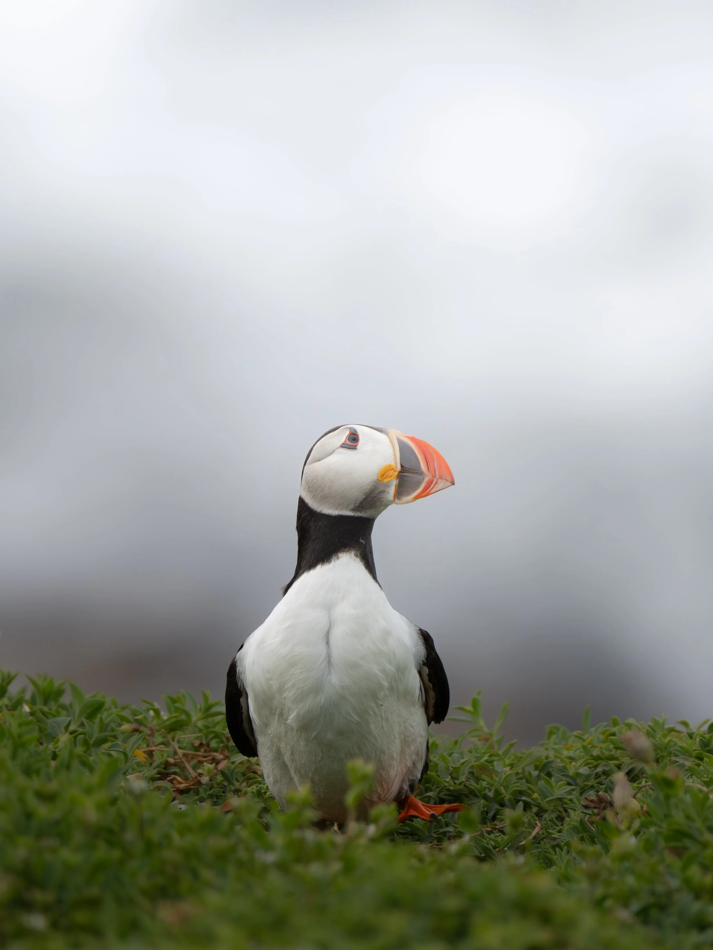 A puffin standing on a green grassy area with a cloudy sky in the background.