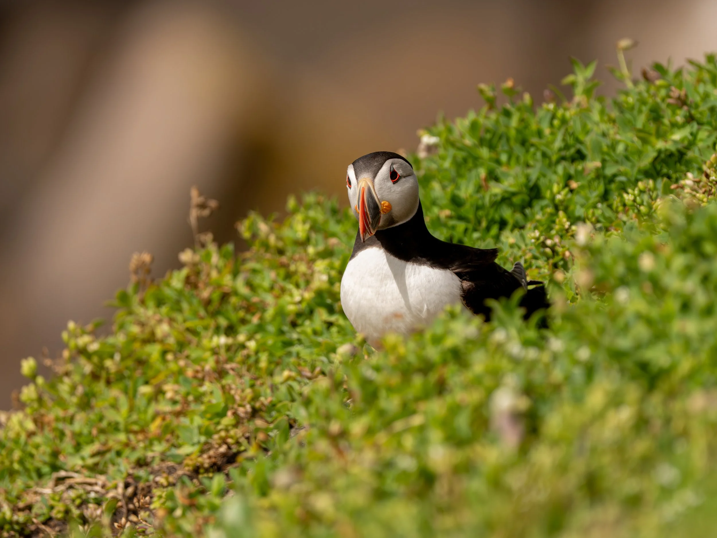 A puffin bird perched among green bushes with a blurred background.