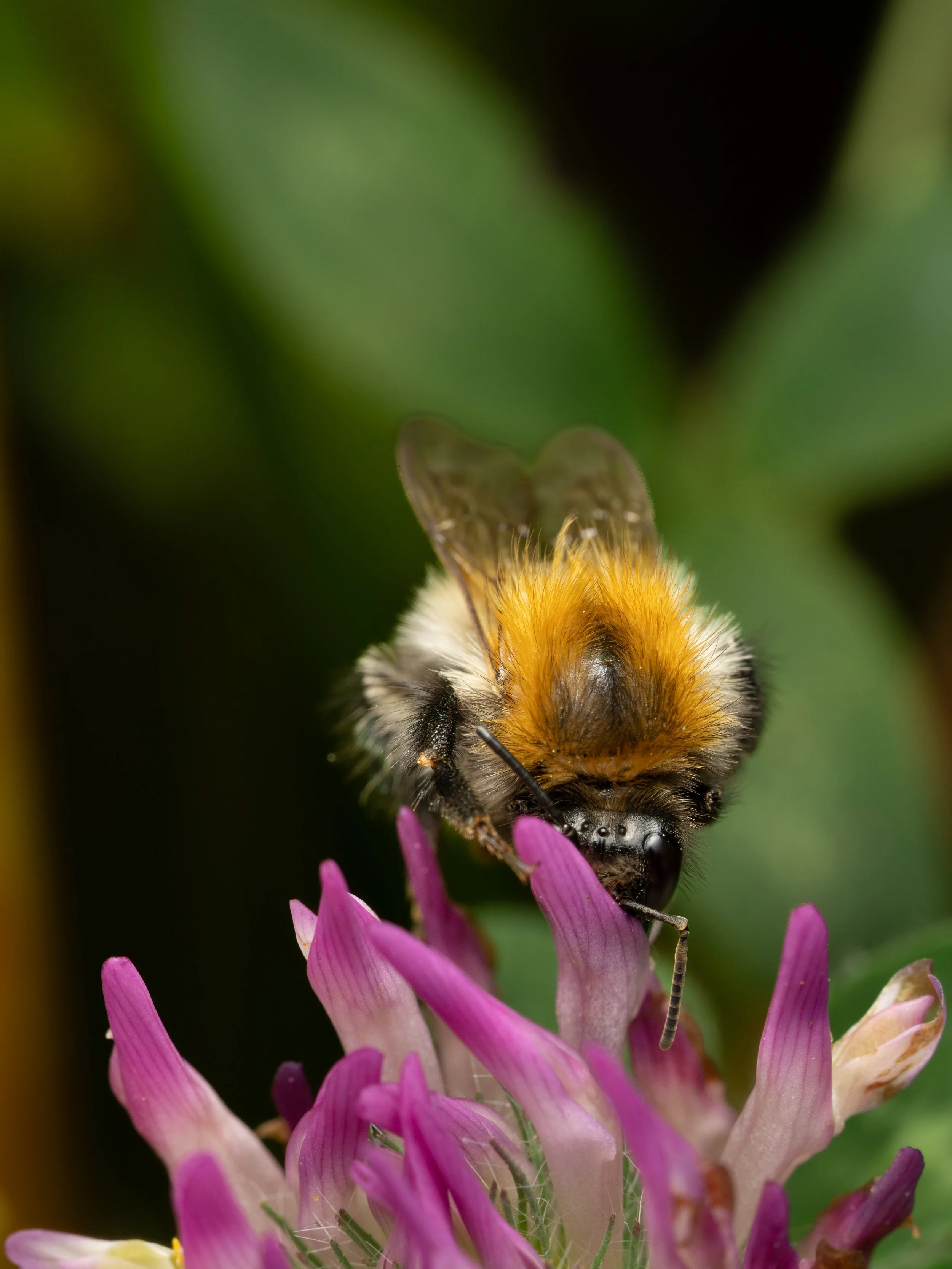 Close-up of a common carder bee on pink flowers with green blurred background.