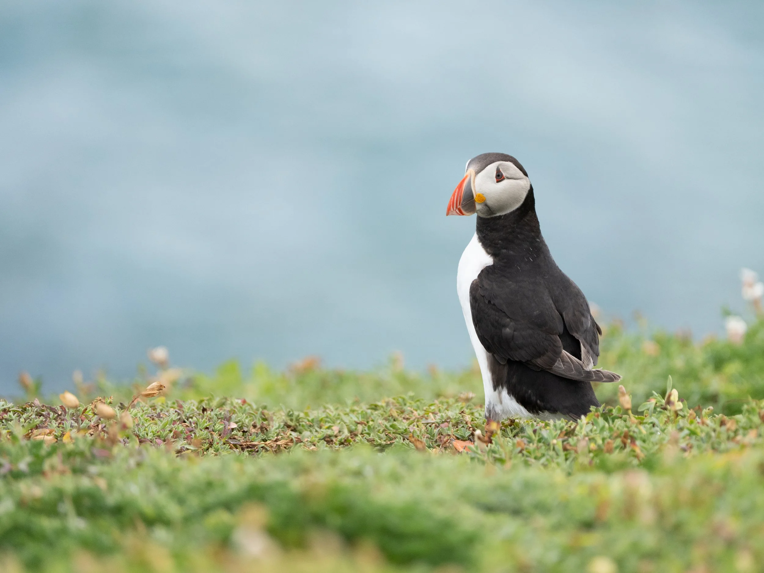 A puffin bird standing on green vegetation with a cloudy sky background.