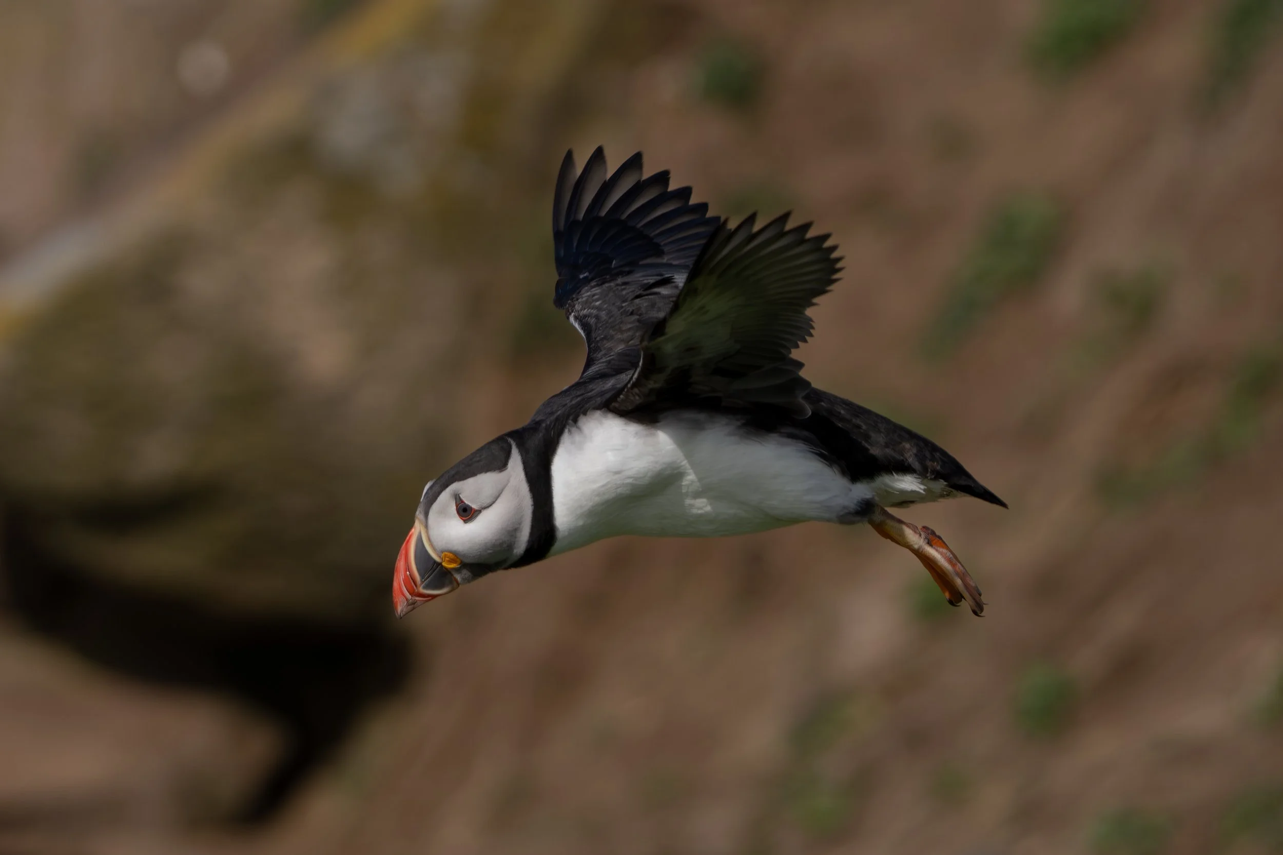 A puffin flying with its wings spread against a blurred natural background.