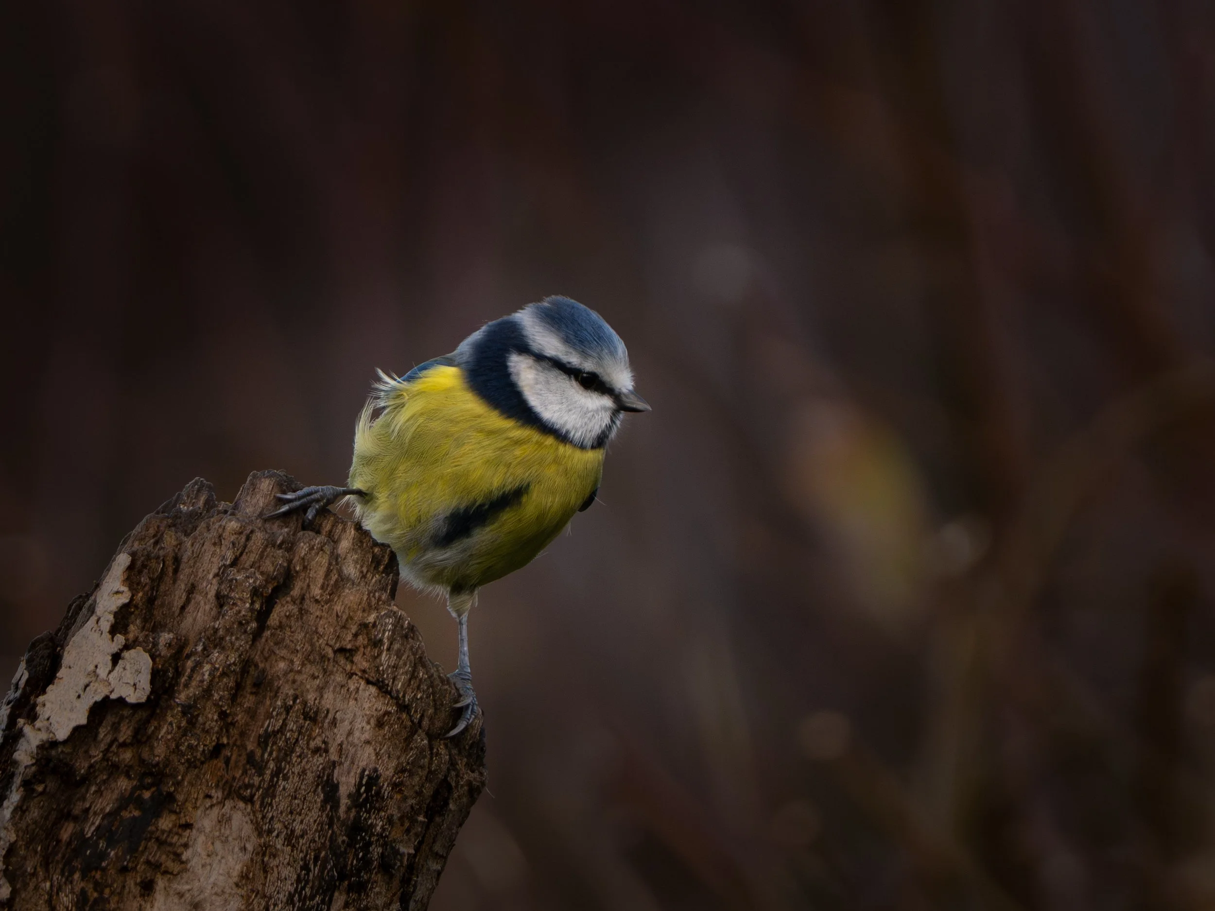 A small blue tit bird with yellow belly perched on a tree trunk.