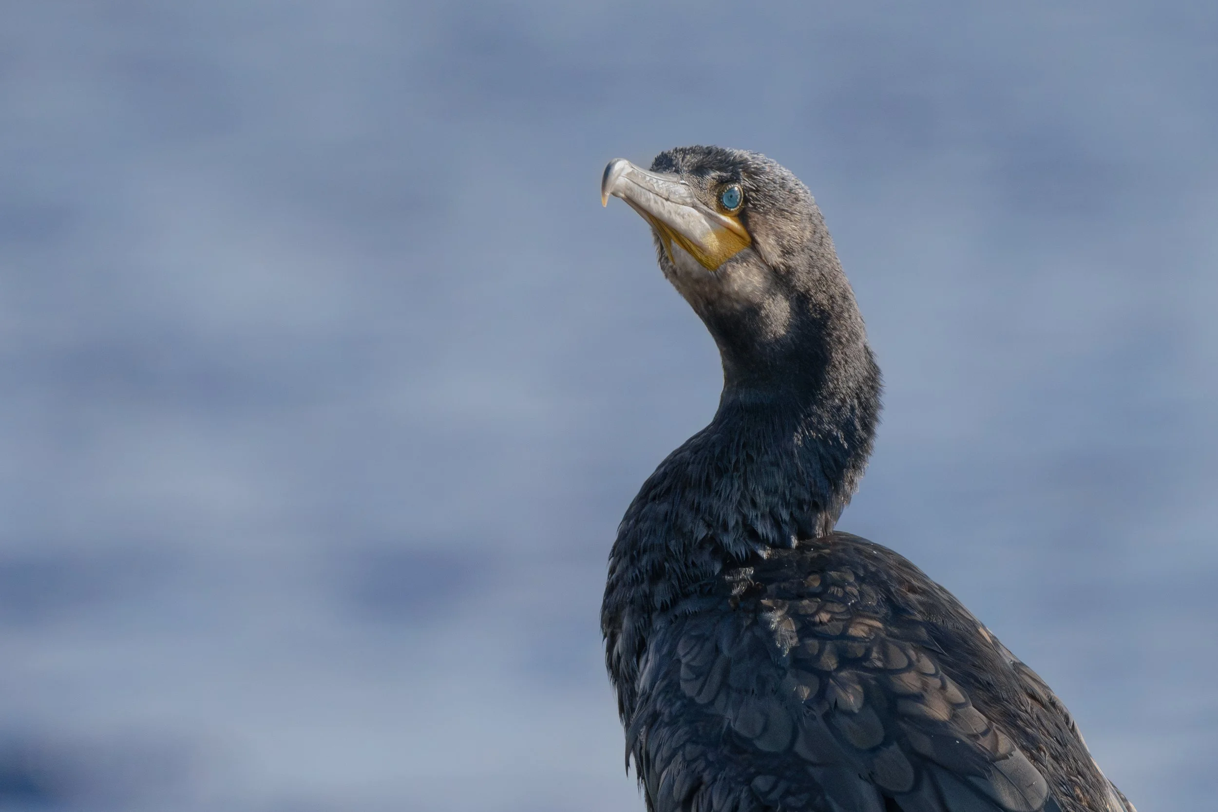 A close-up of a cormorant bird with dark feathers, a long neck, and a hooked beak.