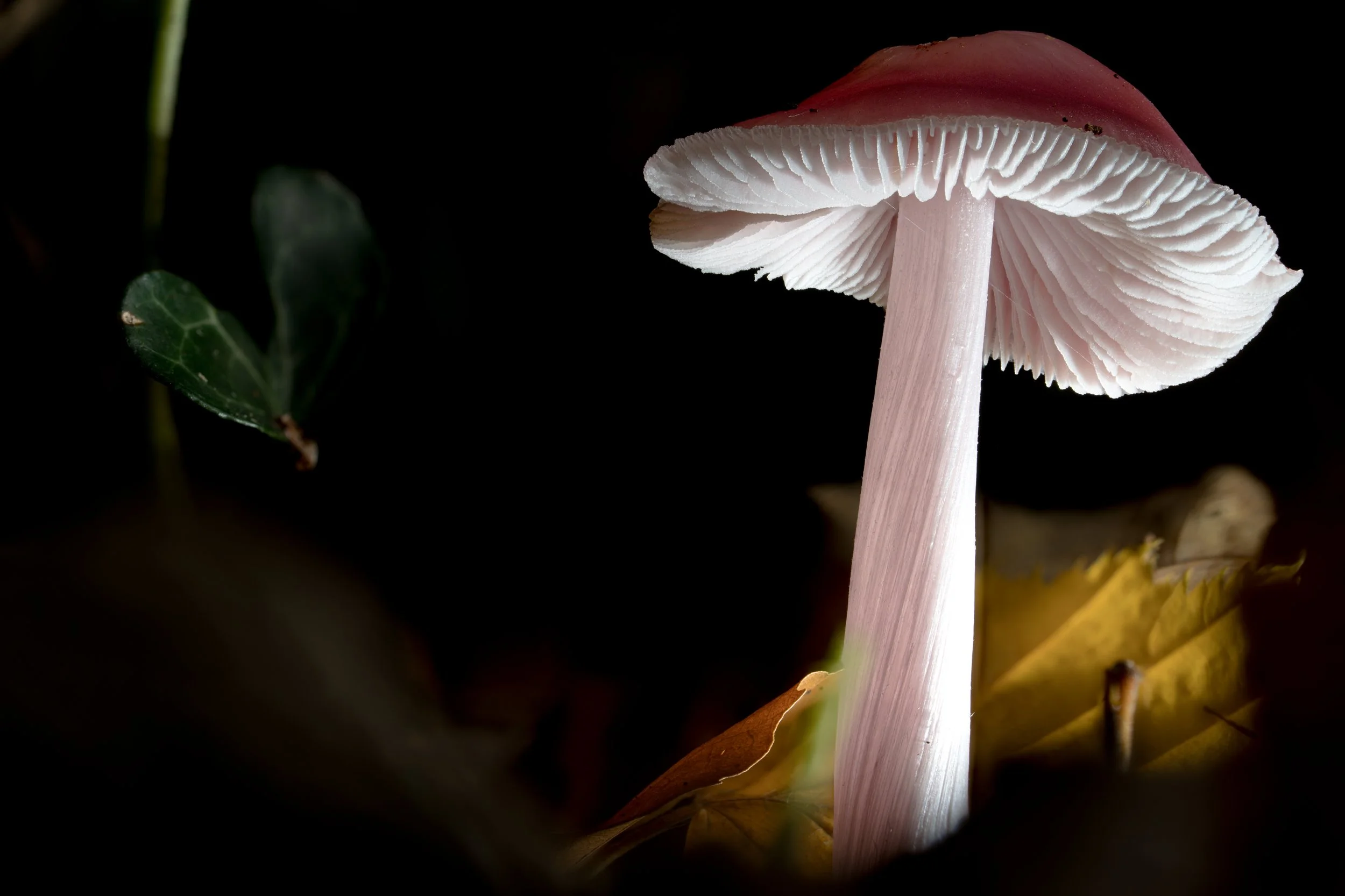 Close-up of a rosy bonnet mushroom with gills under the cap, growing in dark surroundings with some leaves nearby.