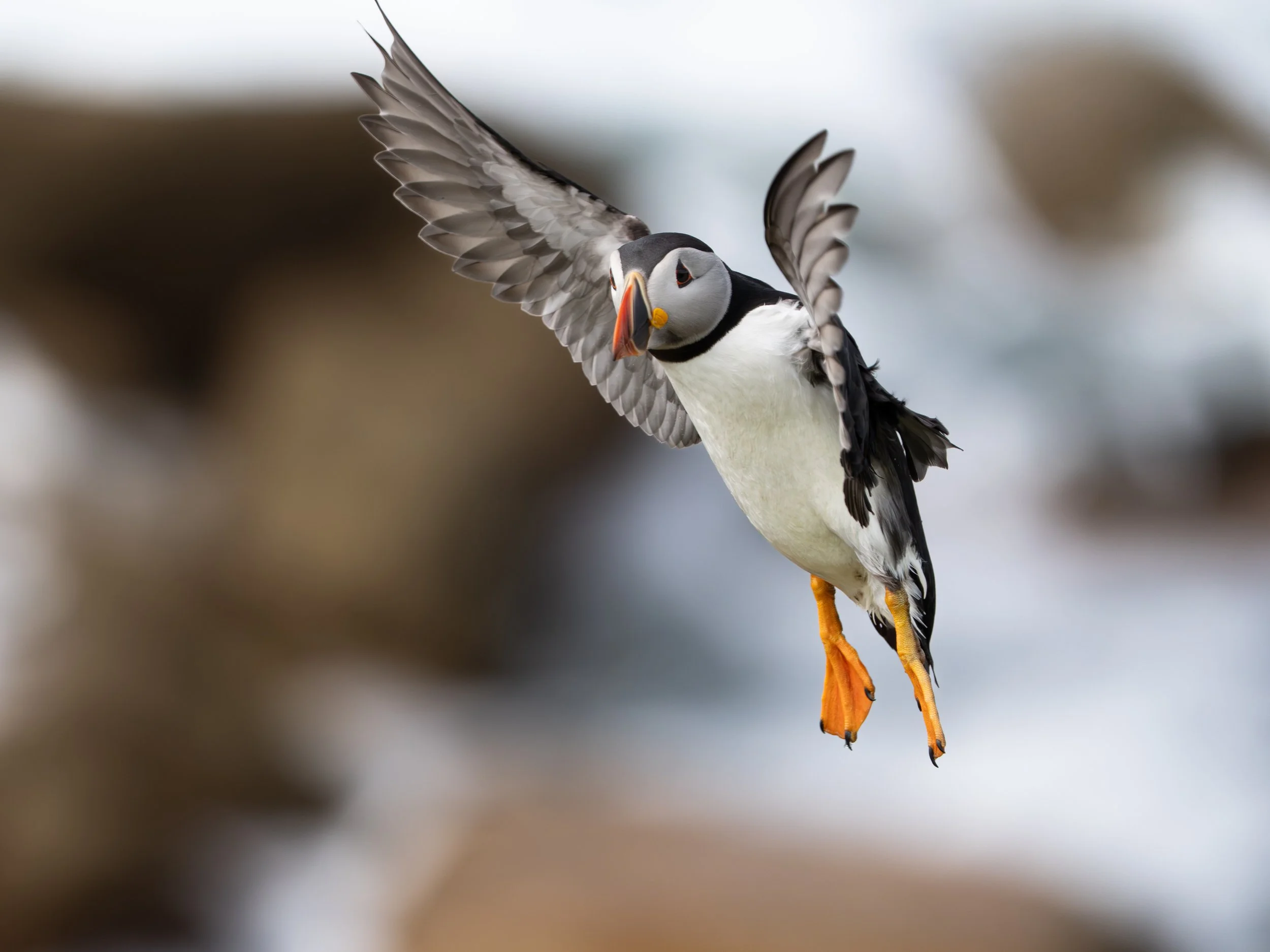 A puffin bird in mid-flight against a blurred background, showing its black and white body, colorful beak, and orange feet.