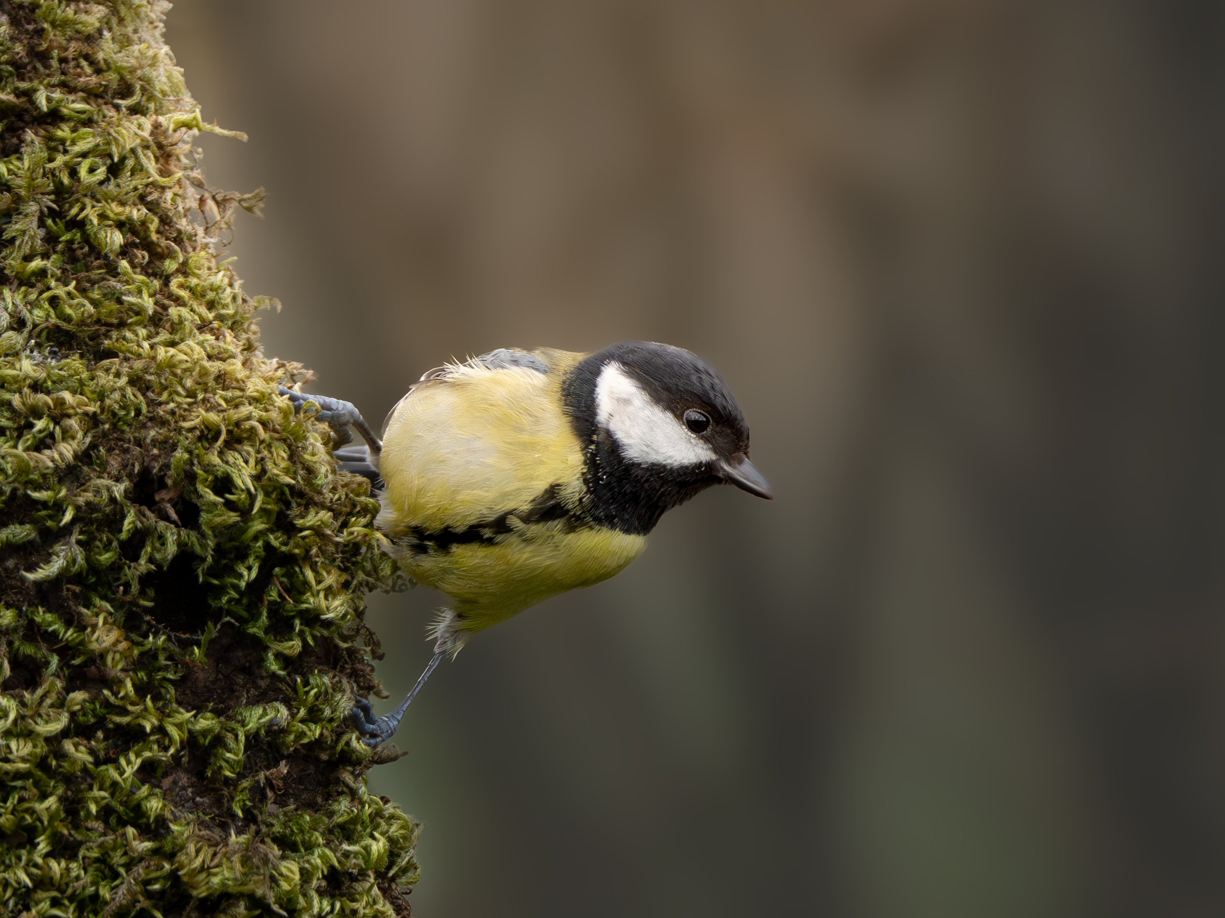 A great tit perched on a moss-covered tree trunk.