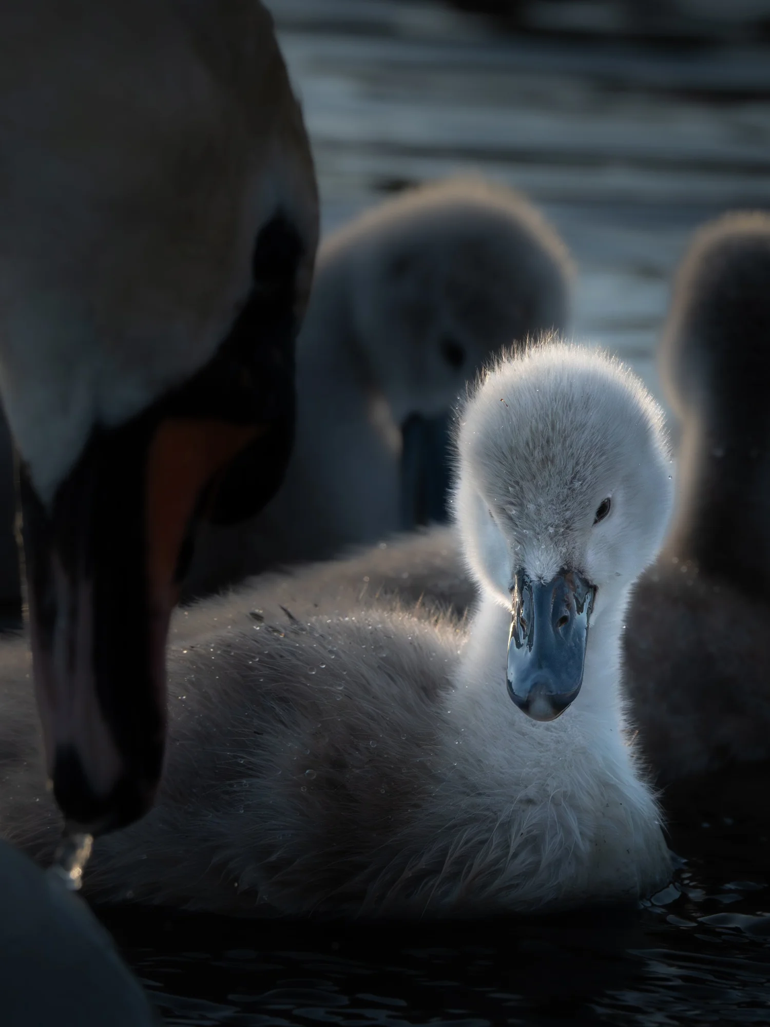 Cygnet