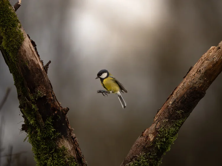 Great Tit