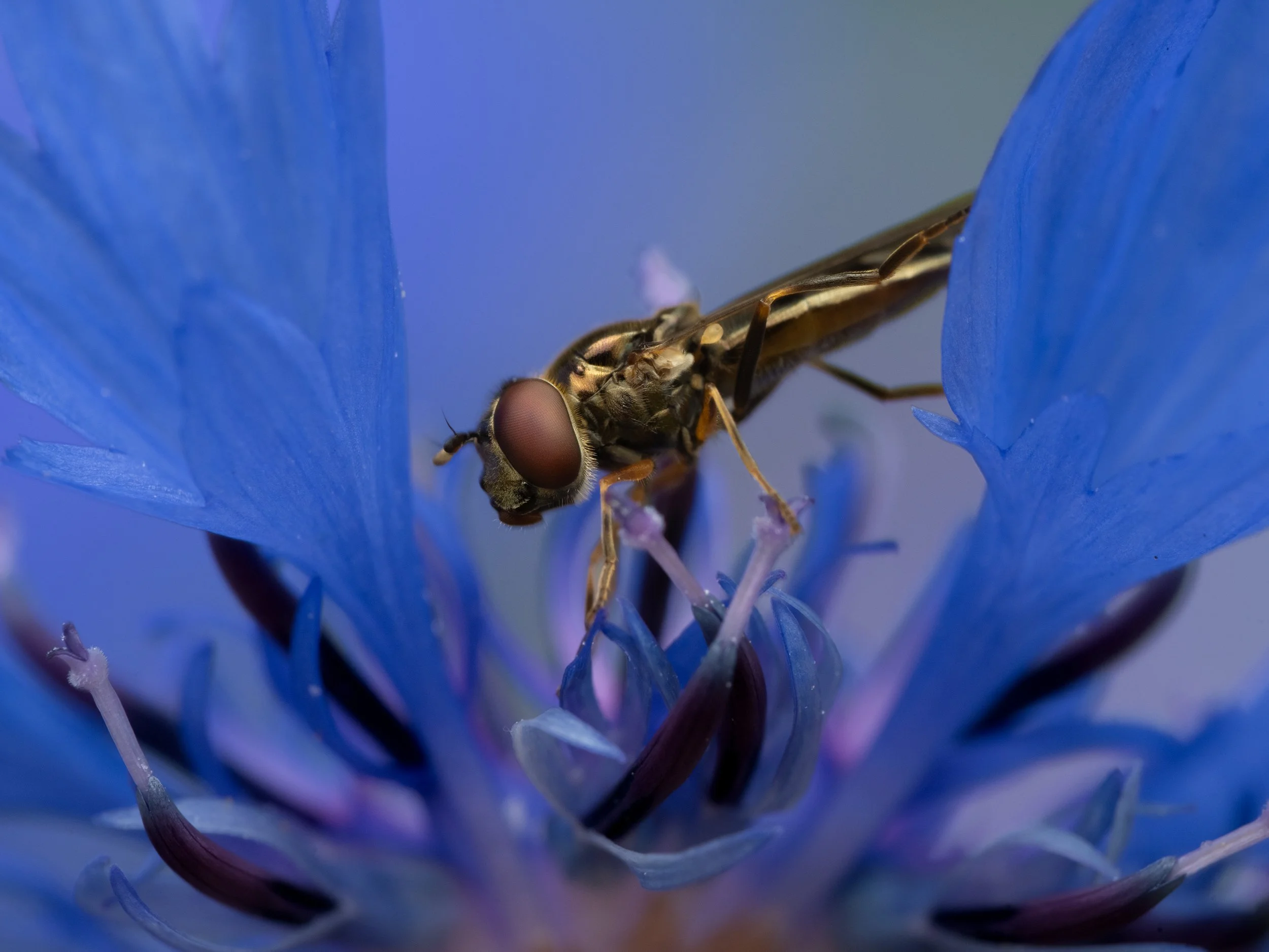 A ladder-backed drone-fly sits on a corn flower