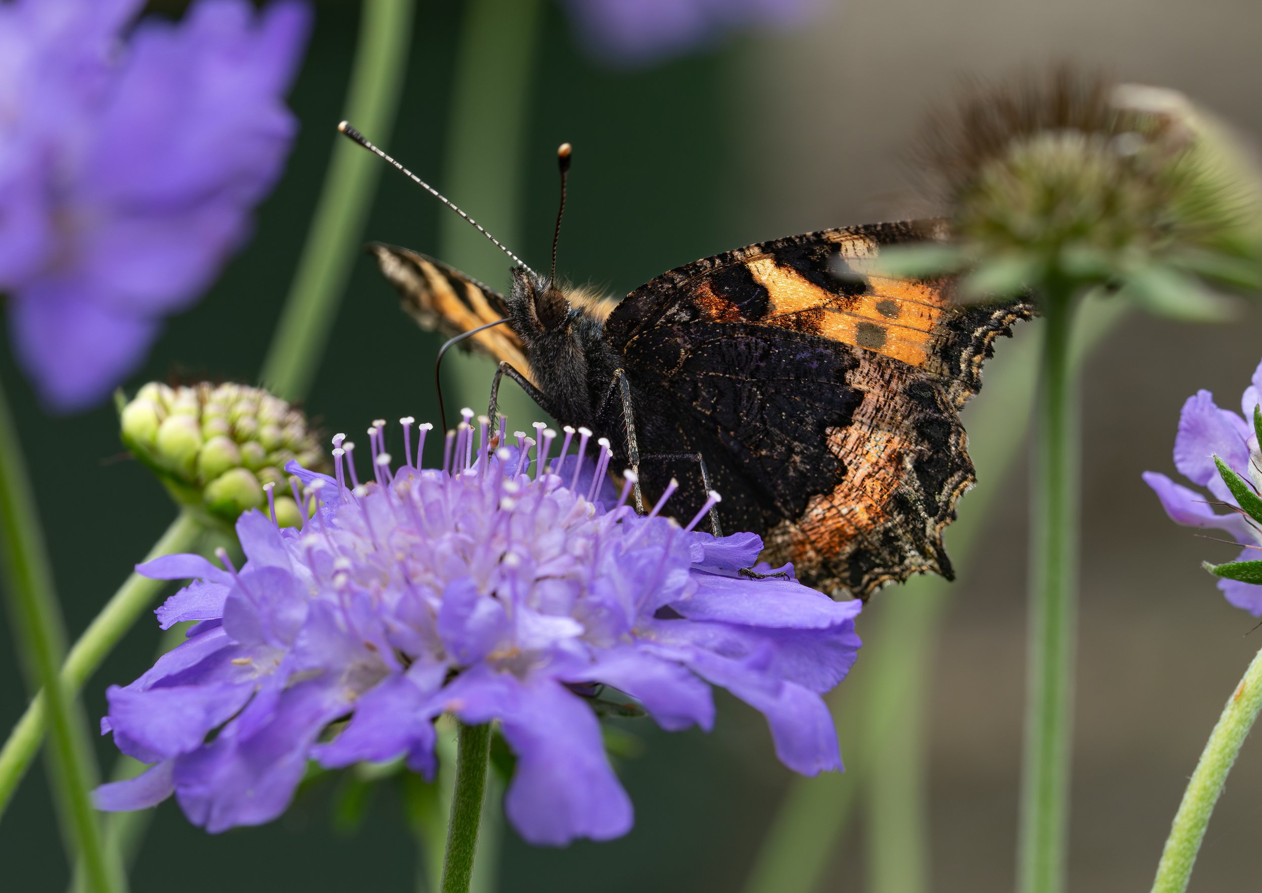 A butterfly with orange and black wings perched on a purple flower, with several other purple flowers around.