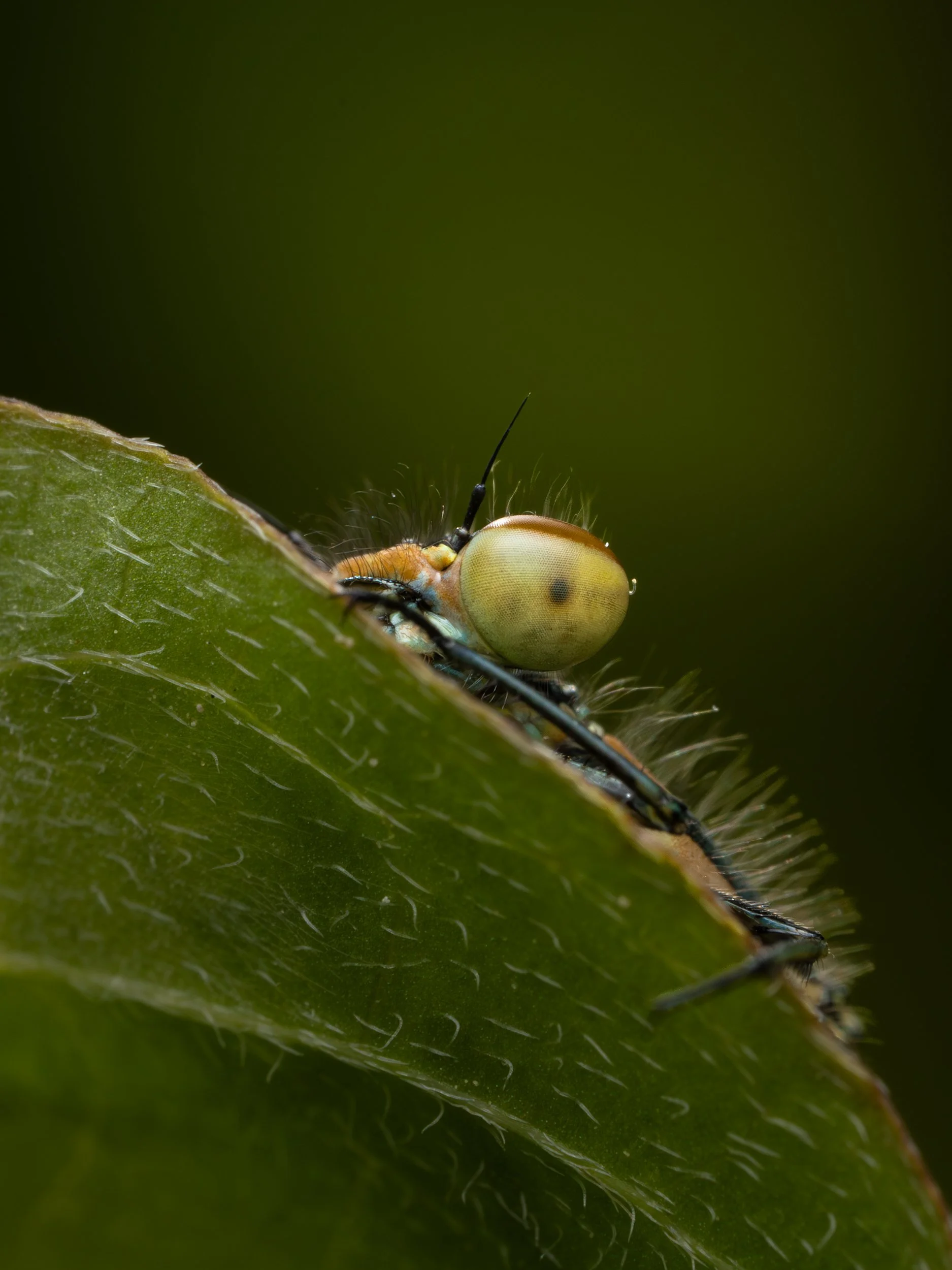 Macro