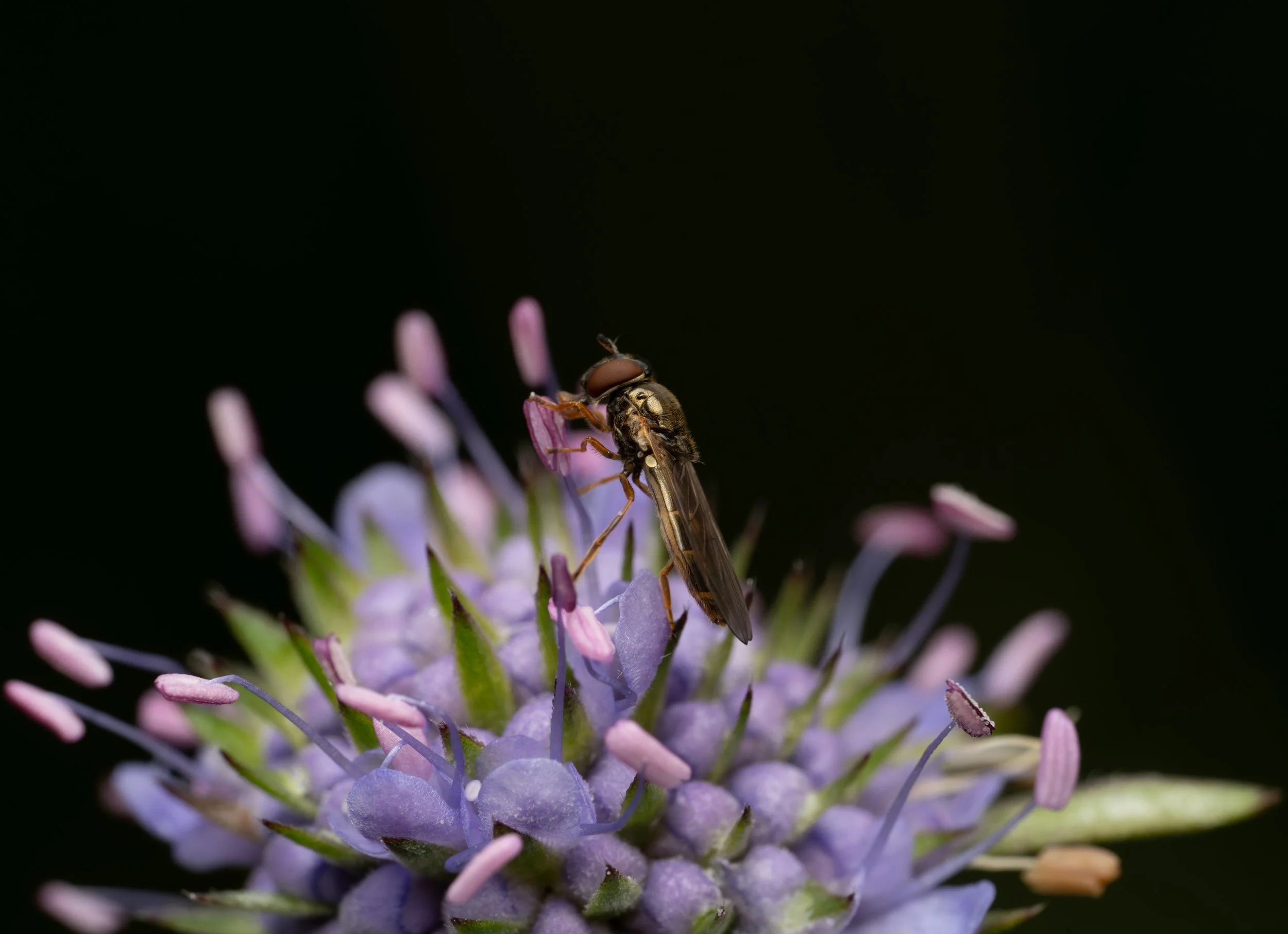 A close-up of a ladder backed drone-fly resting on a purple flowering plant with pink and green accents, against a dark background.