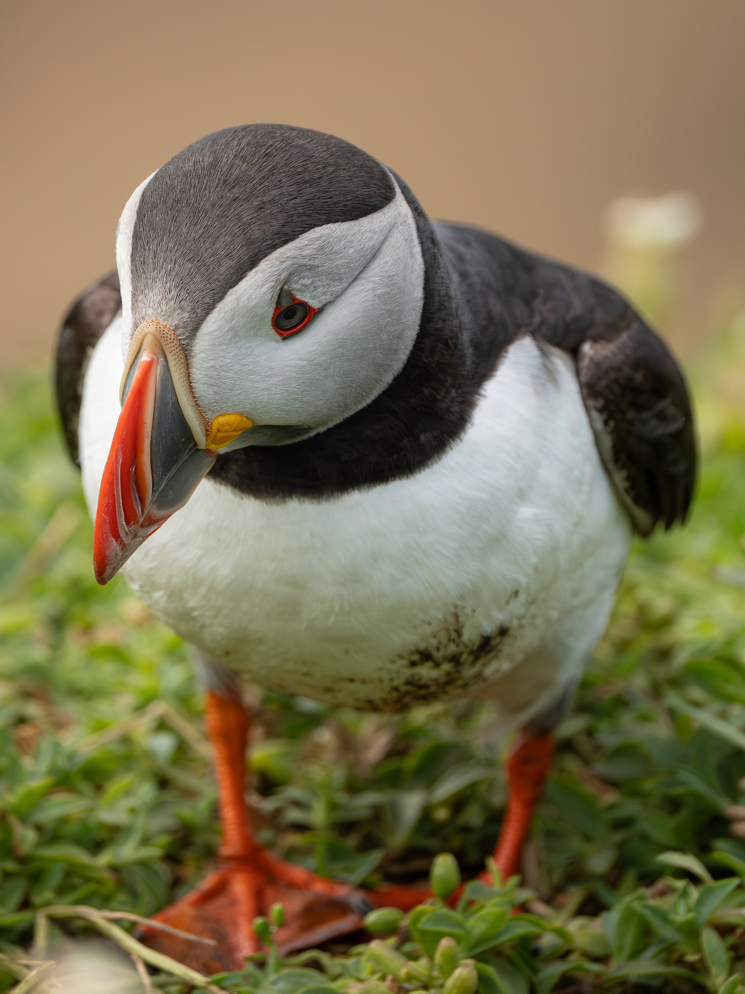 Close-up of a puffin with colorful beak, black and white feathers, and red-orange legs standing on green grass.