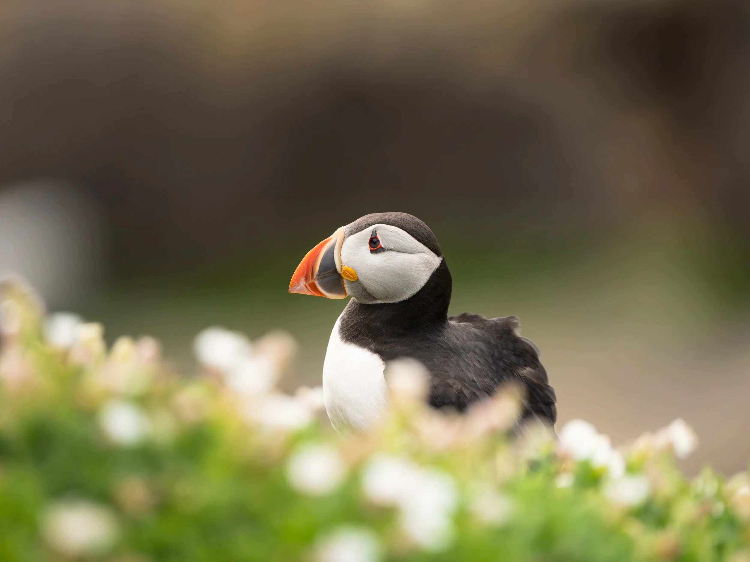 A close-up of an Atlantic puffin with black and white plumage, a colorful orange and yellow beak standing among green grass and white flowers in a natural habitat.