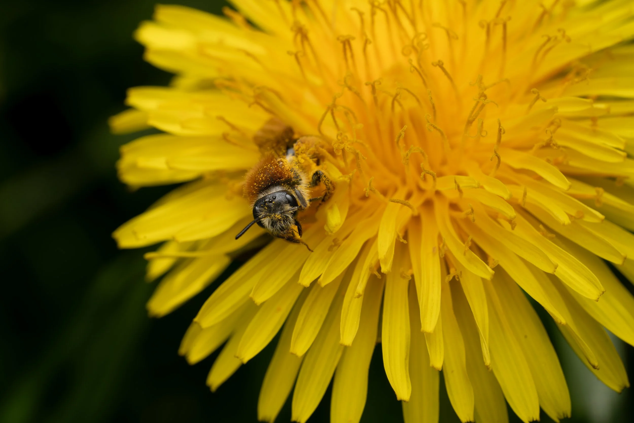 A bee covered in pollen on a yellow dandelion flower.