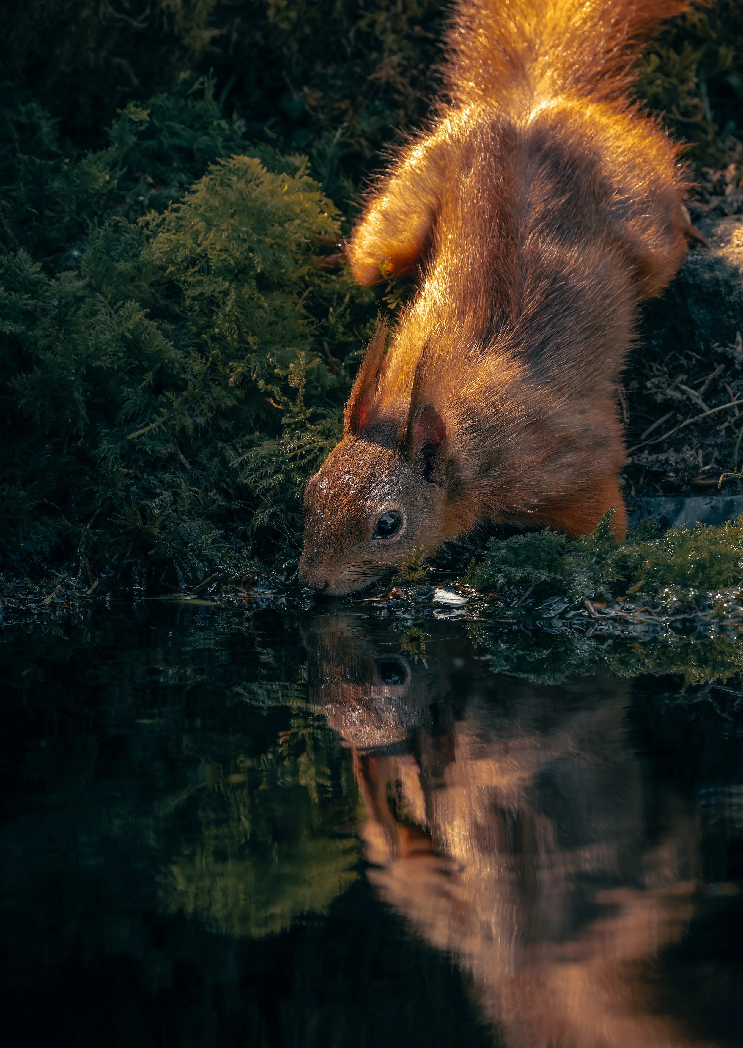 A red squirrel, drinking water from a pond or lake at the water's edge surrounded by green moss and plants.