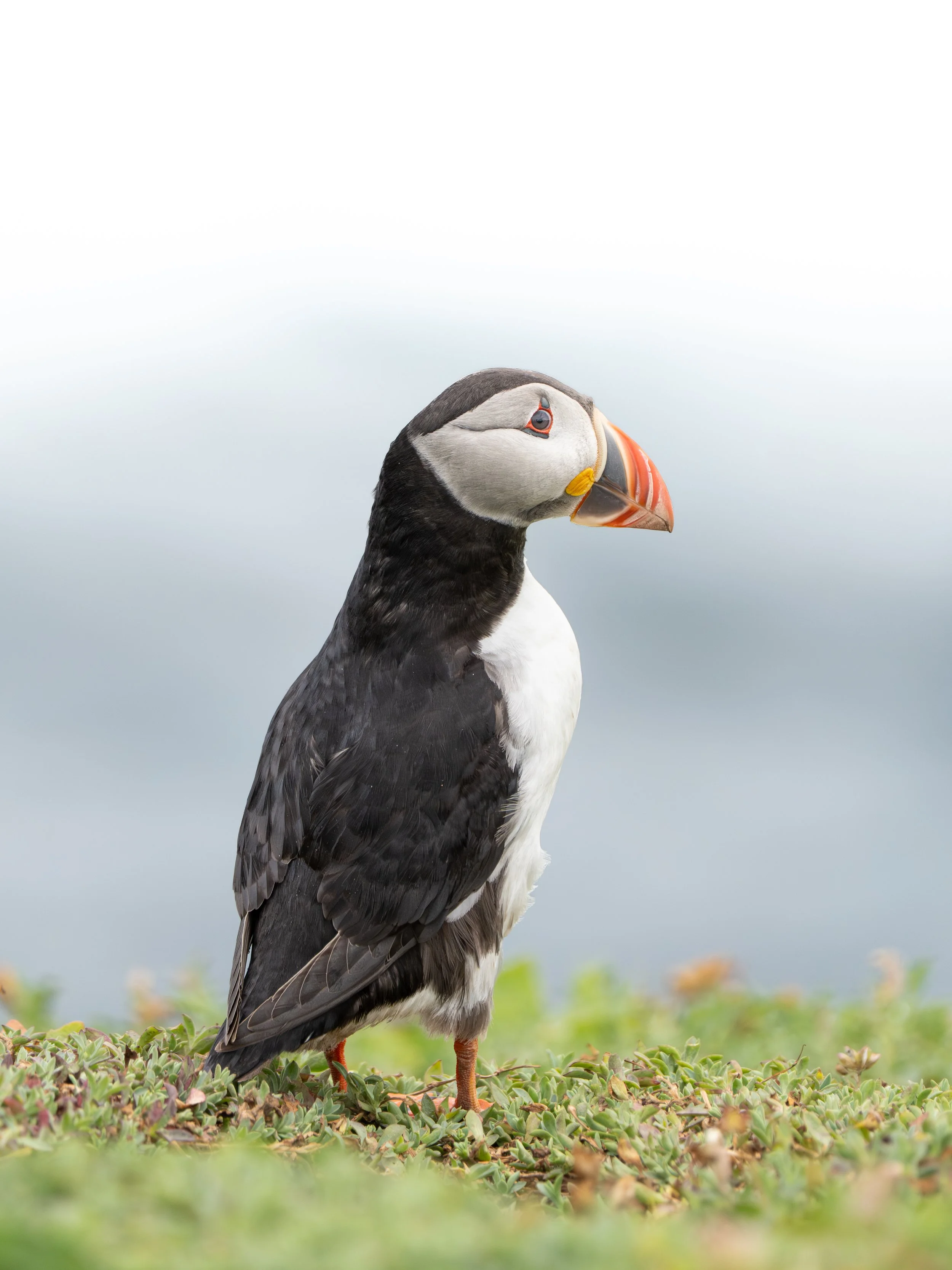 A puffin standing on green foliage with a blurred, cloudy sky in the background.