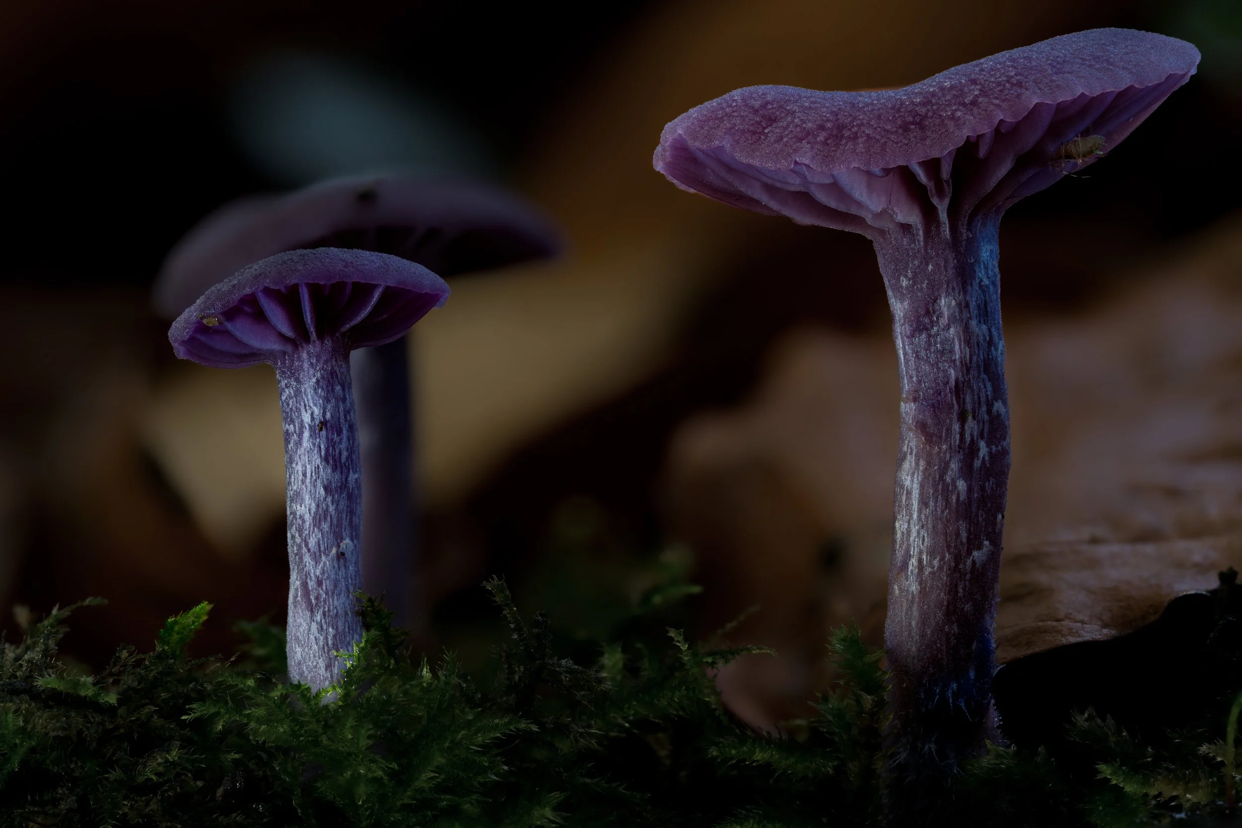 Close-up of purple amethyst deceiver mushrooms growing on the forest floor among green moss and fallen leaves.