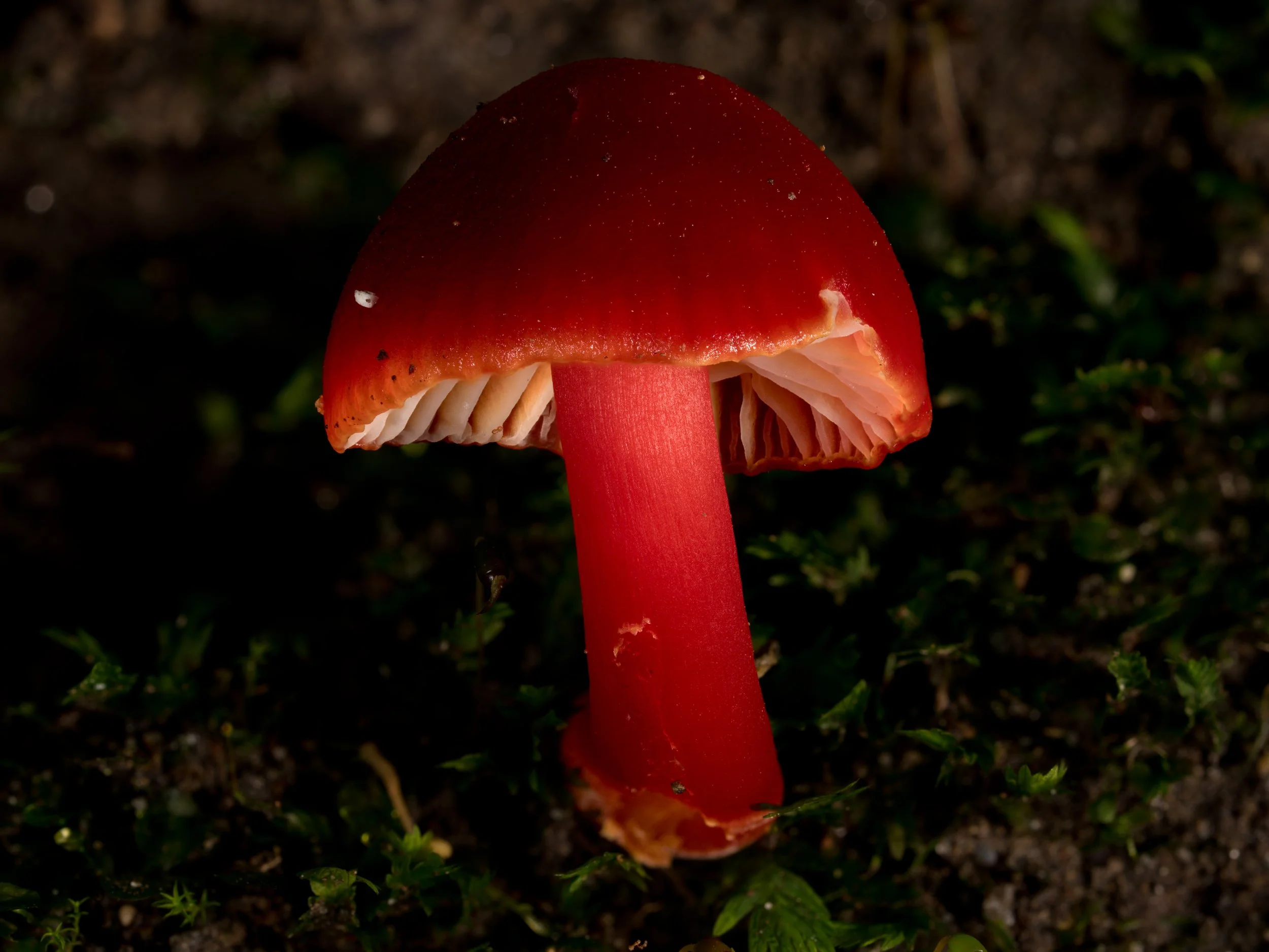 Scarlet waxcap mushroom with a rounded cap and a tall stem growing in dark soil with small green plants.