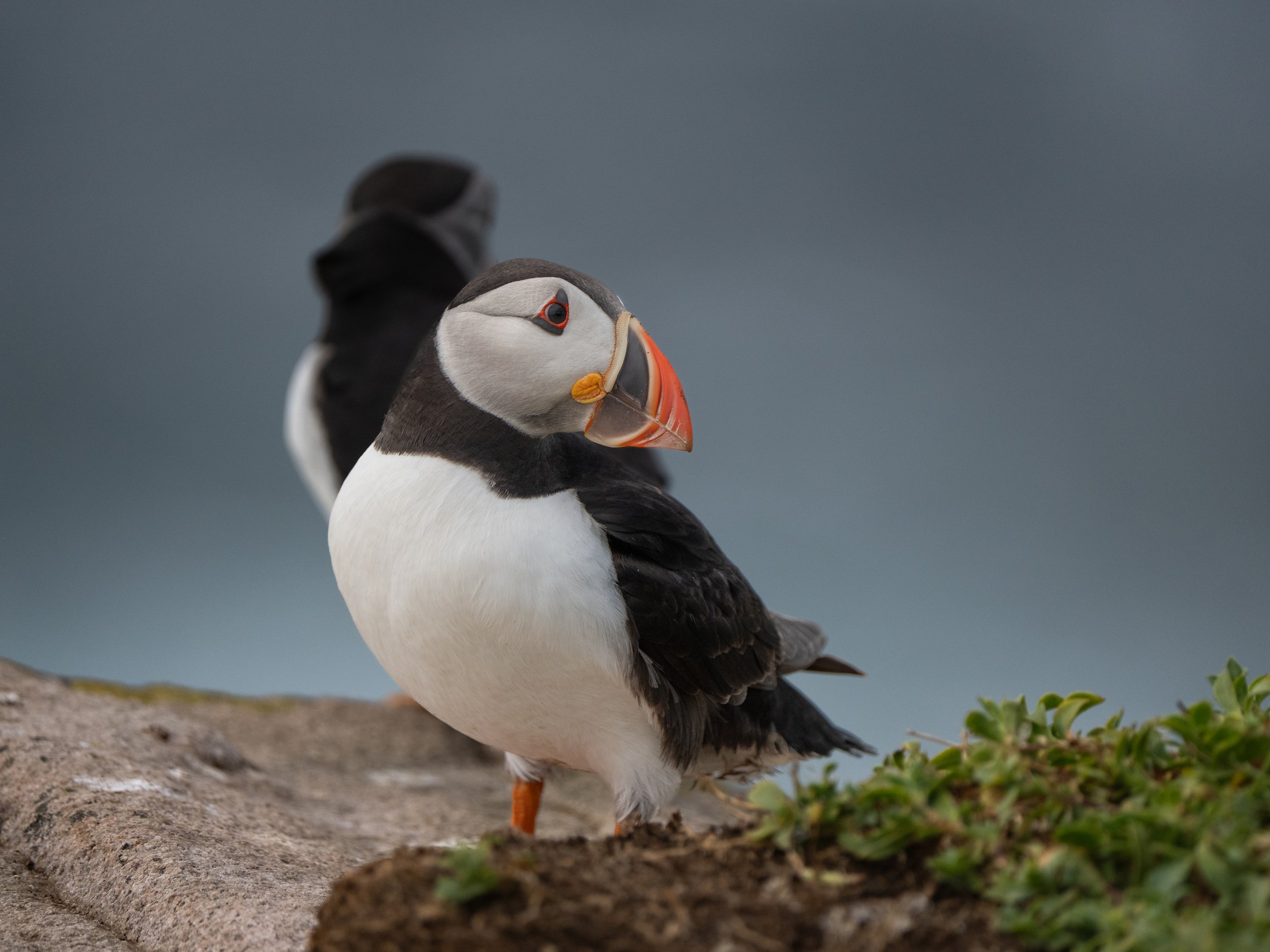 A puffin standing on a rocky surface near some green plants, with a blurred grayish sky background.