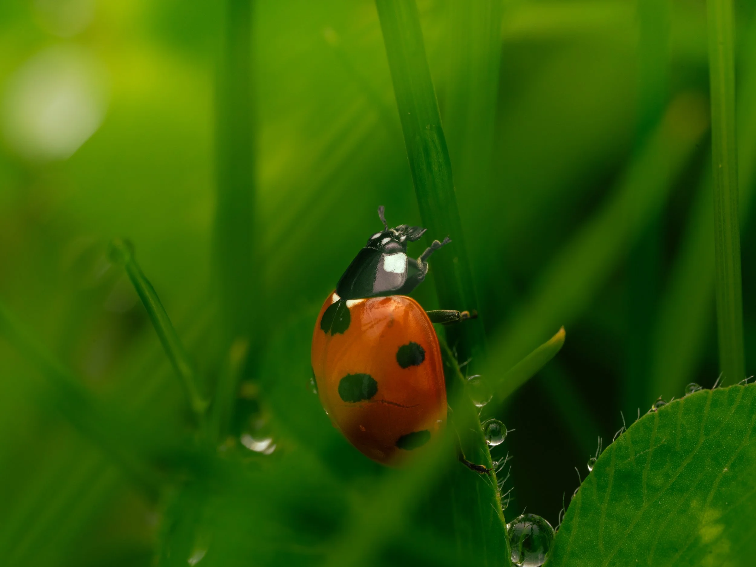 A seven spotted ladybird climbing on a green plant with dewdrops.