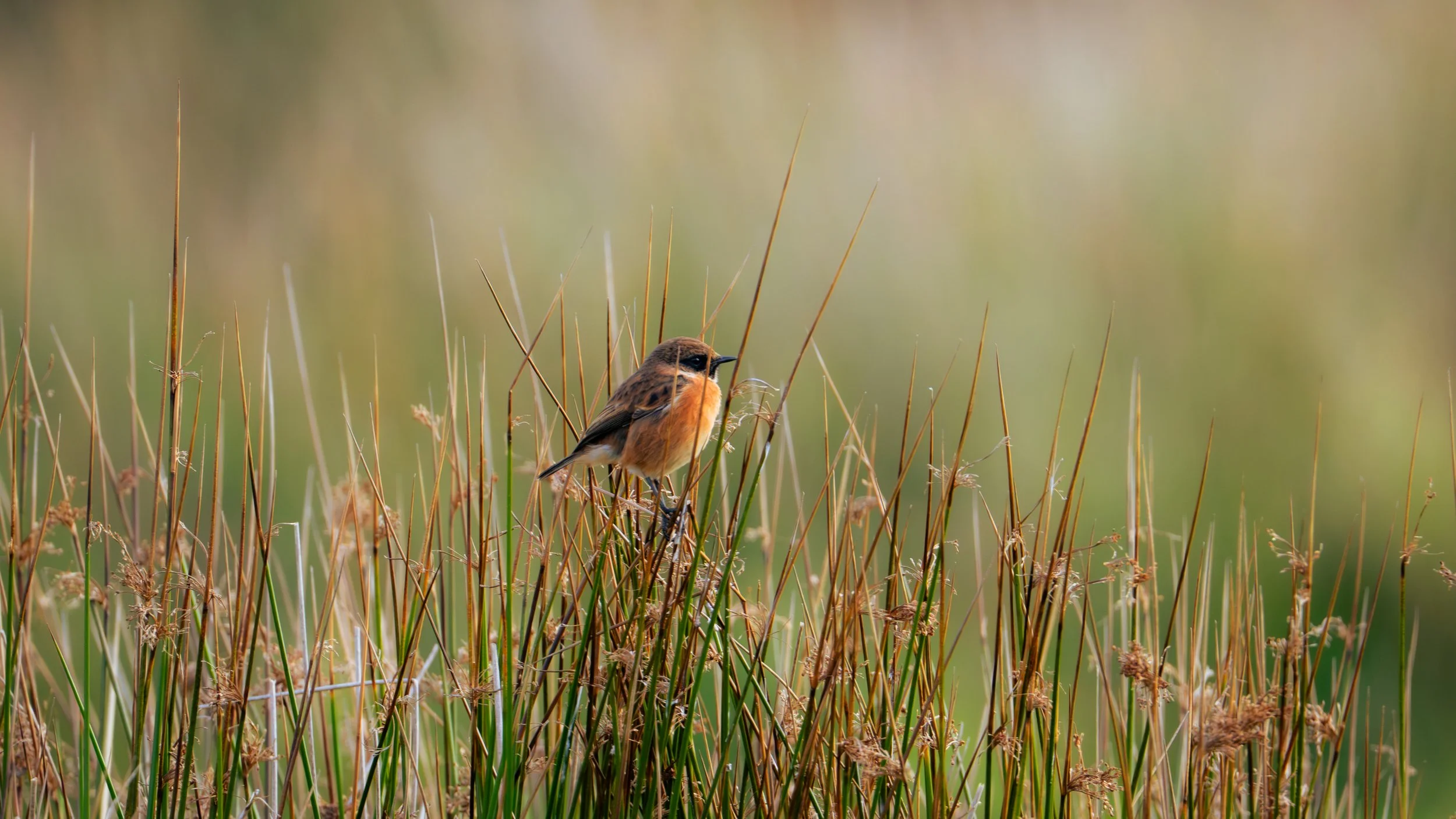 A stonechat and orange bird perched on a tuft of dried grass in a marshy area.