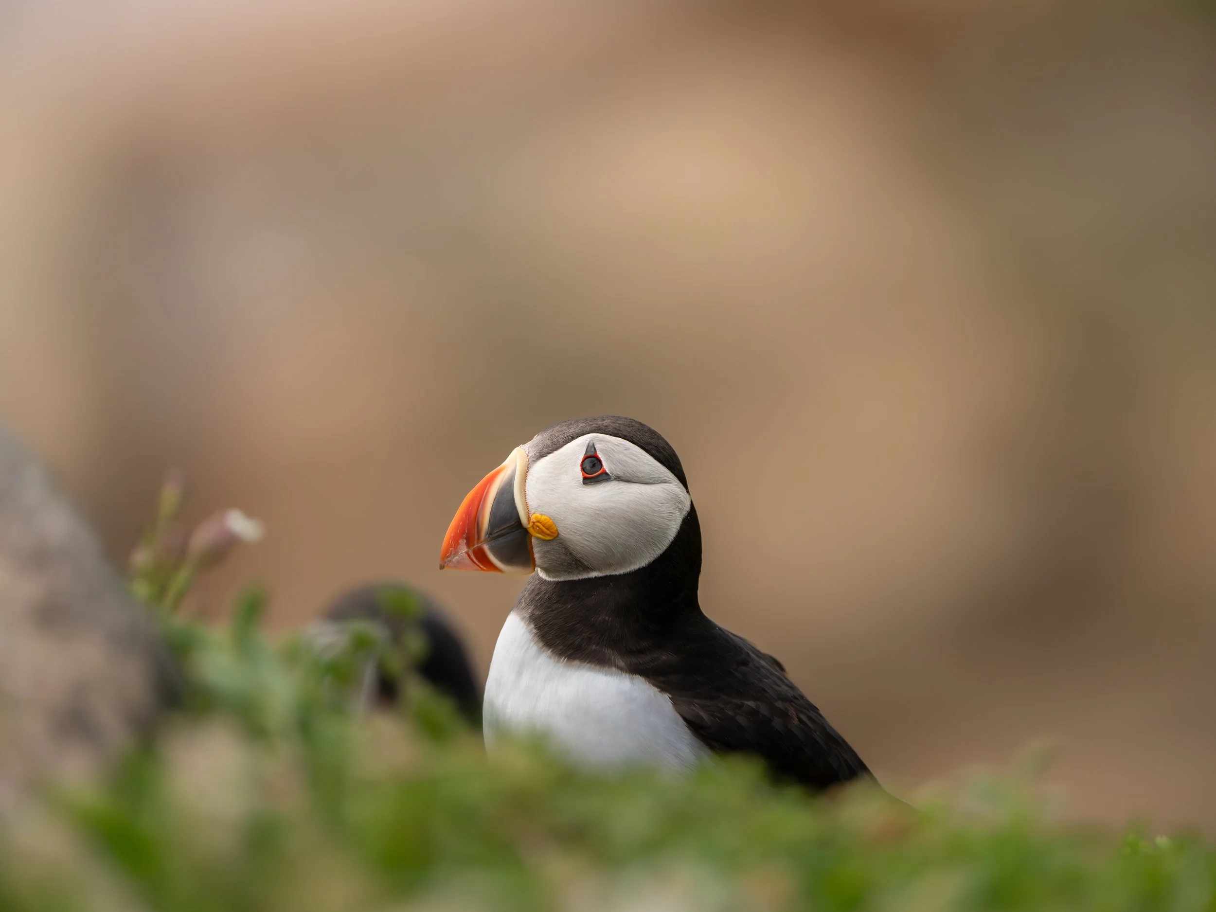 Close-up of a puffin bird with a colorful beak, black and white feathers, standing among green grass with a blurred background.