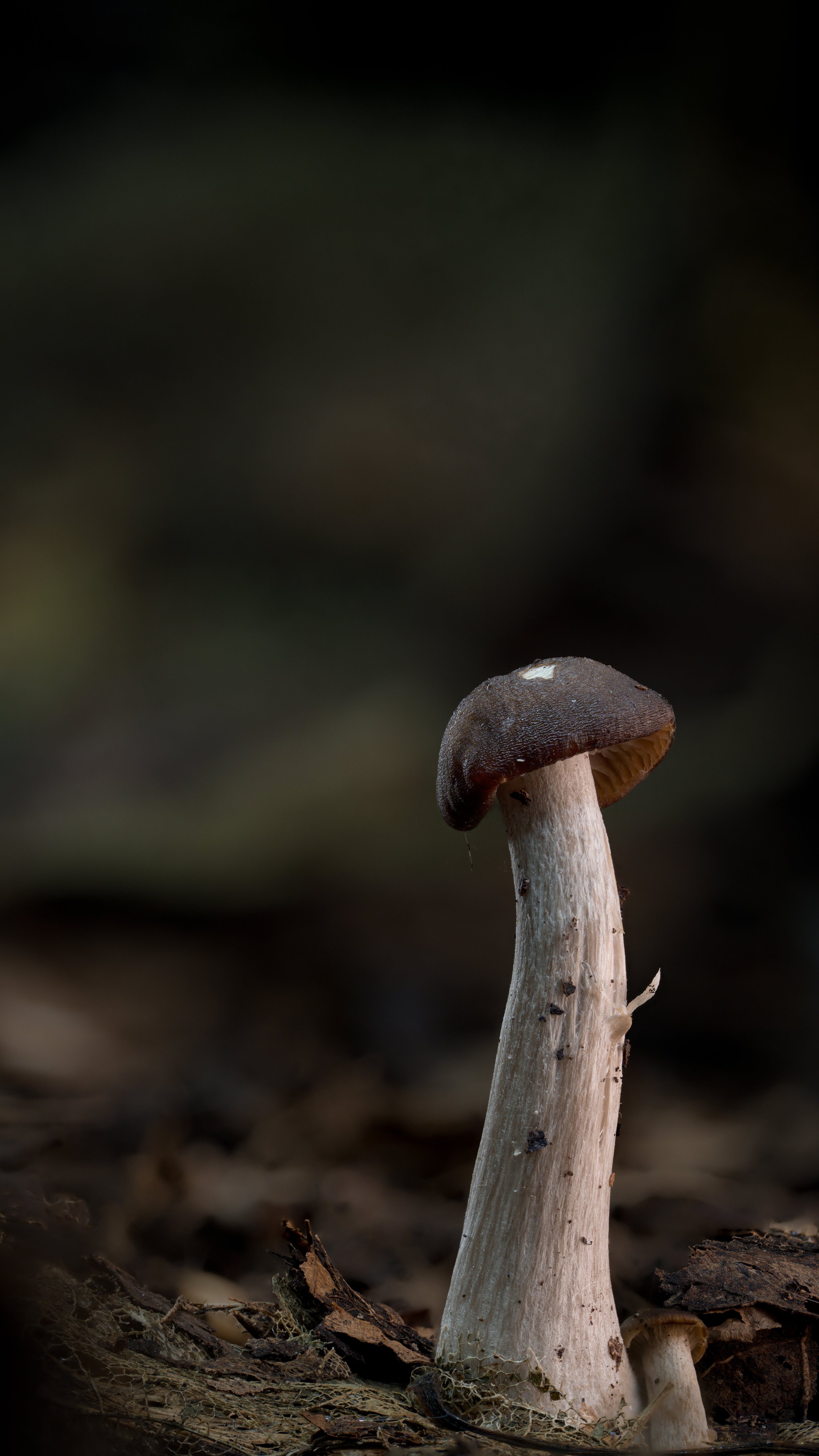 Agricales unkown-2.jpg