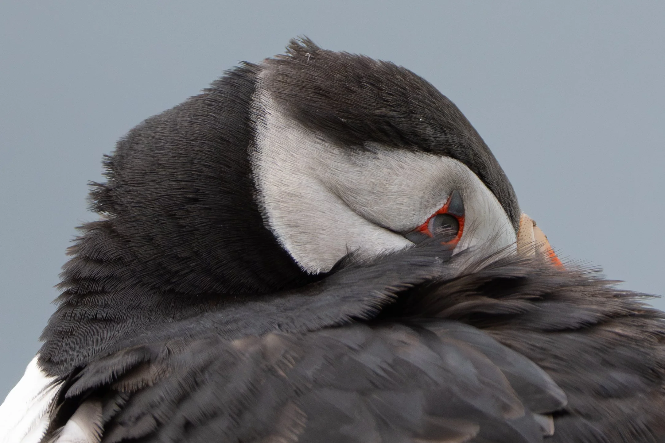 Close-up of a puffin, showing black and white feathers detail.