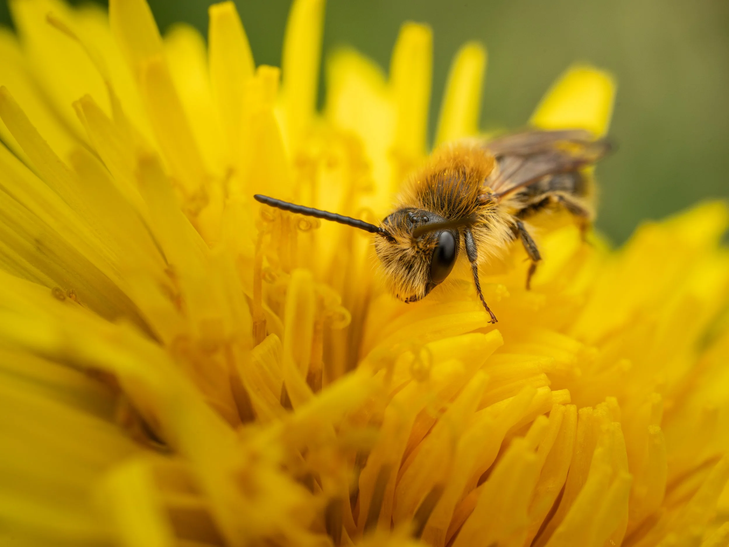 Close-up of an early mining bee with fuzzy orange-brown body and black eyes collecting nectar from a dandelion.