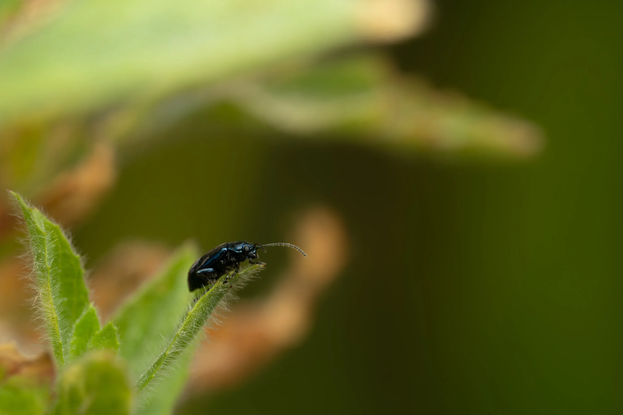 Close-up of an alder leaf beetle sitting on a green leaf with a blurred green background.