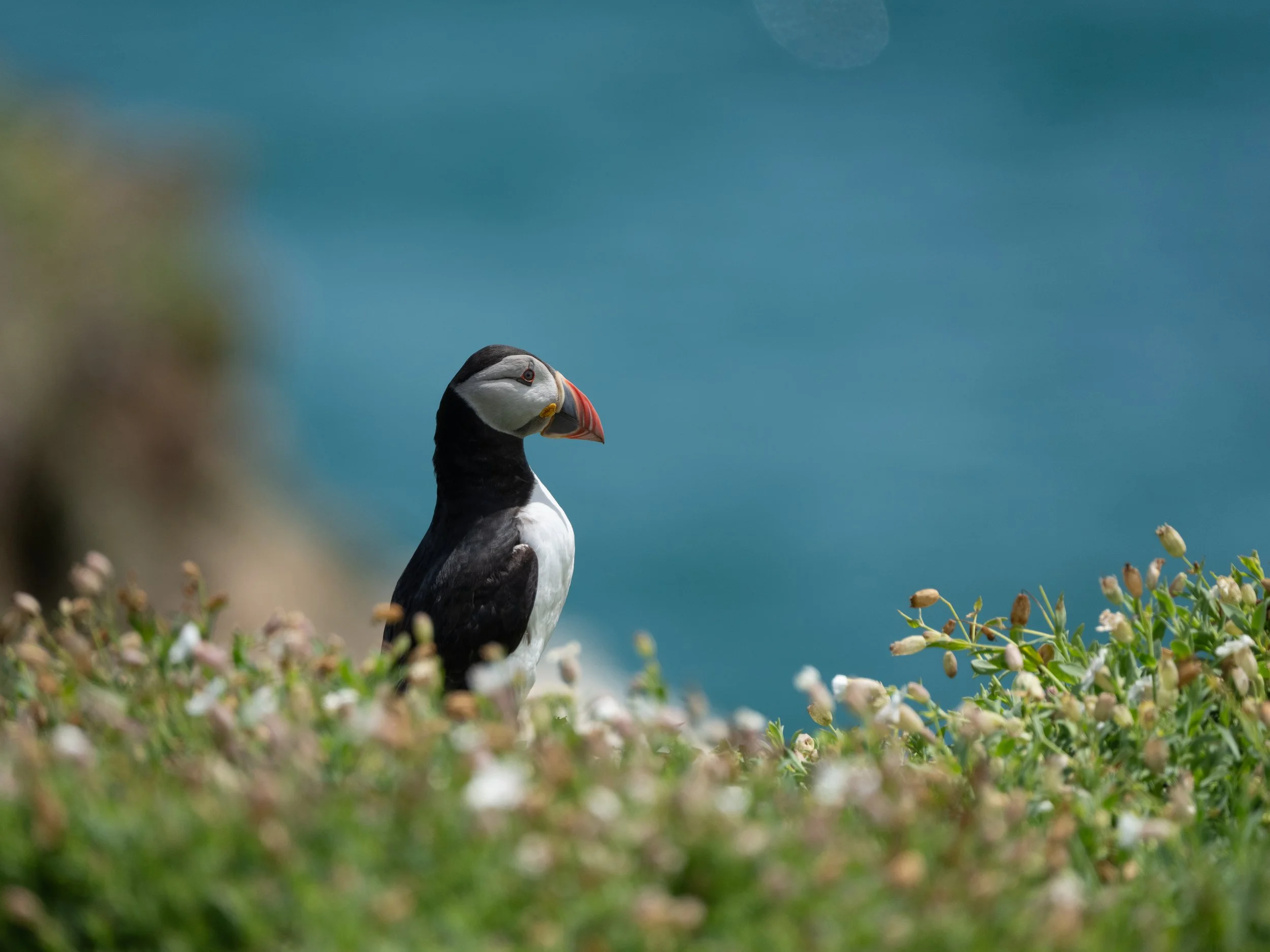 A puffin bird standing among low plants with a blue sea background.