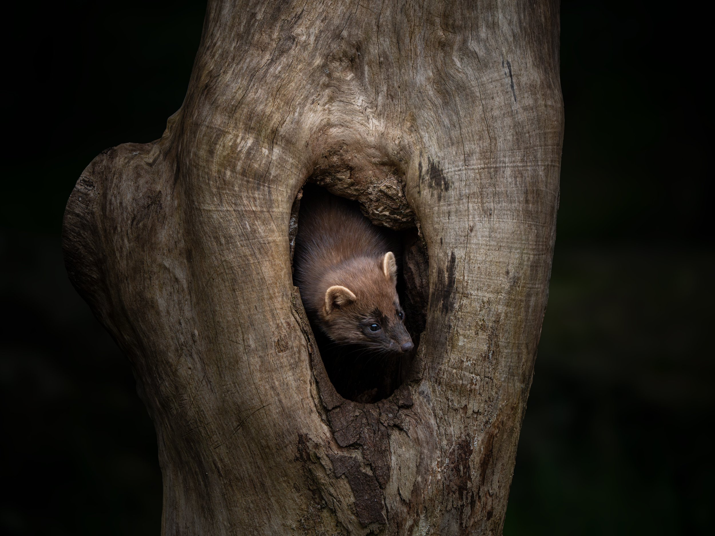 Close-up of a tree trunk with a hollow opening, with a pine marten peeking out of the hollow.