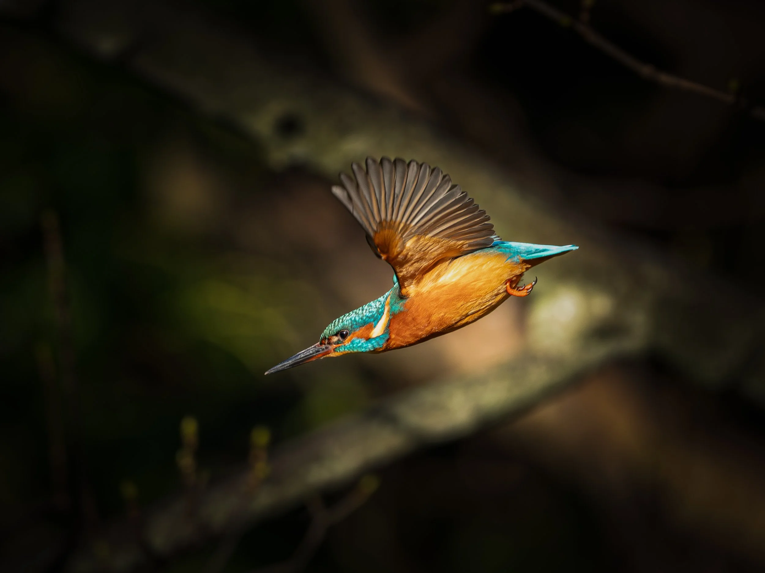 A  kingfisher, flying upside down with wings spread wide.