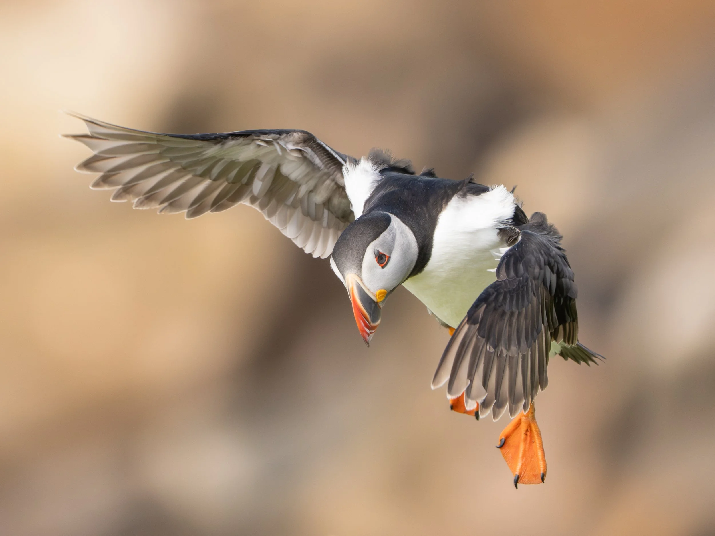 Action shot of a puffin as it comes in to land, taken at the Saltee Islands, Co Wexford