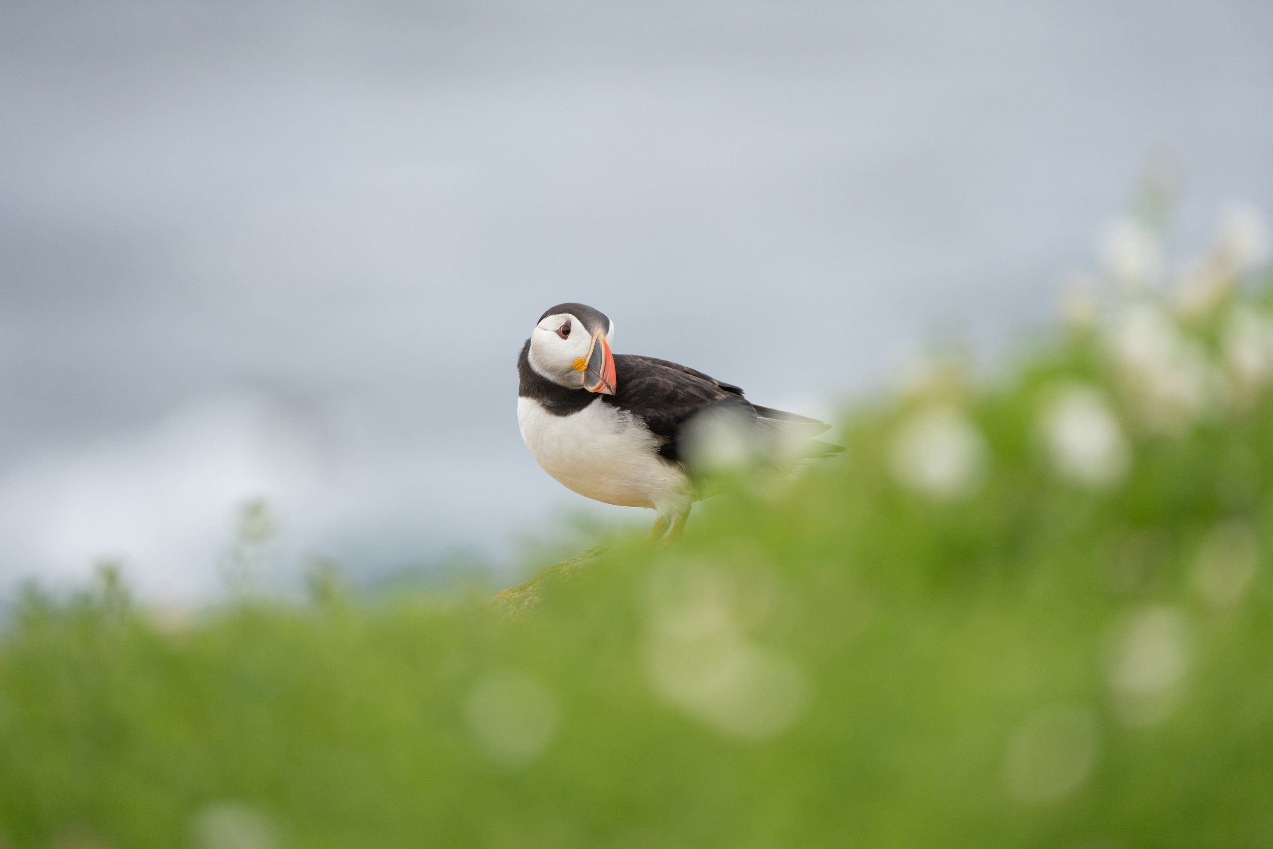 A puffin bird perched on a rock with a blurred green foreground and a cloudy sky background.