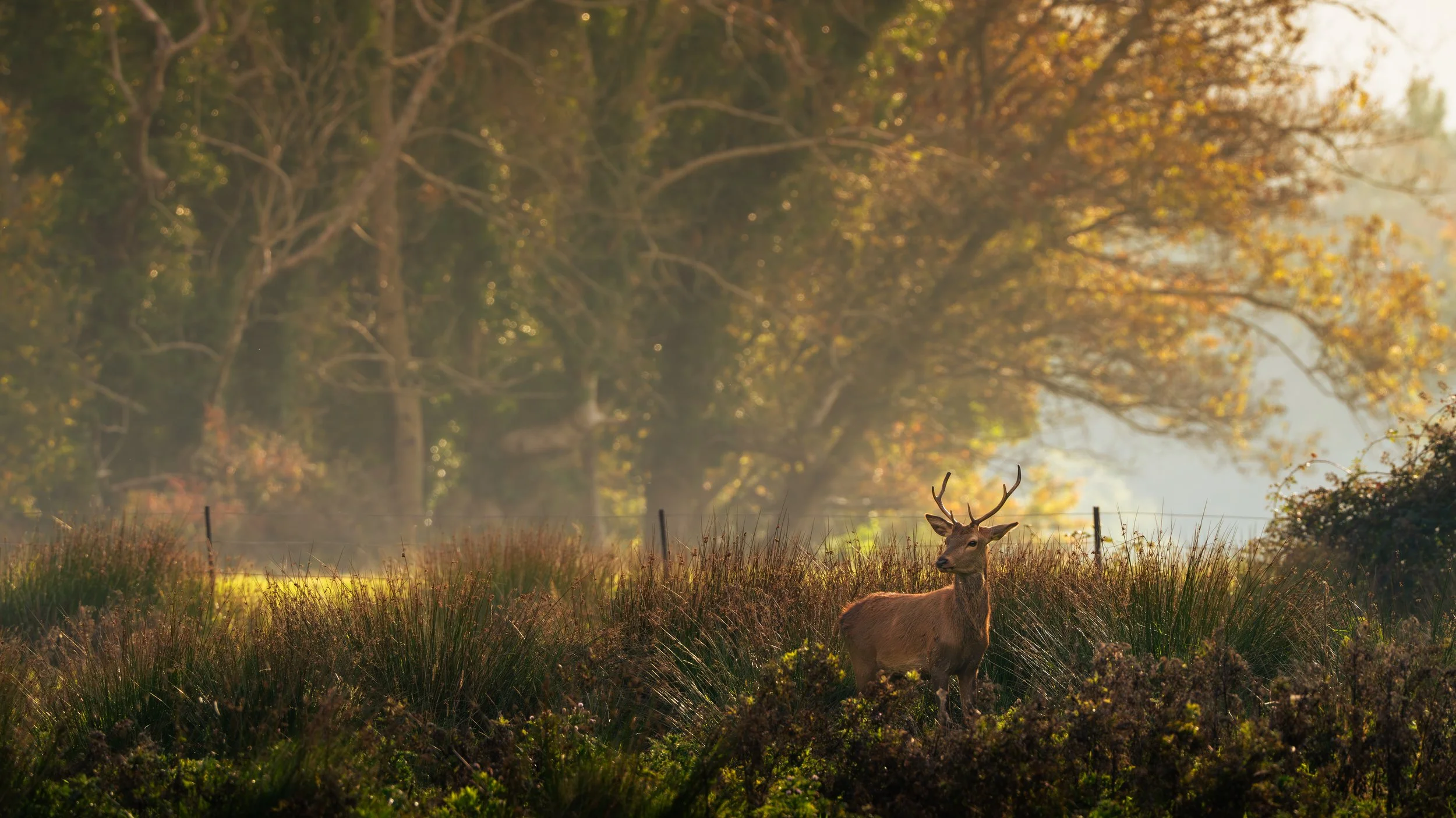 A red deer standing in a autumnal field surrounded by bushes, with a background of trees and sunlight filtering through the leaves.