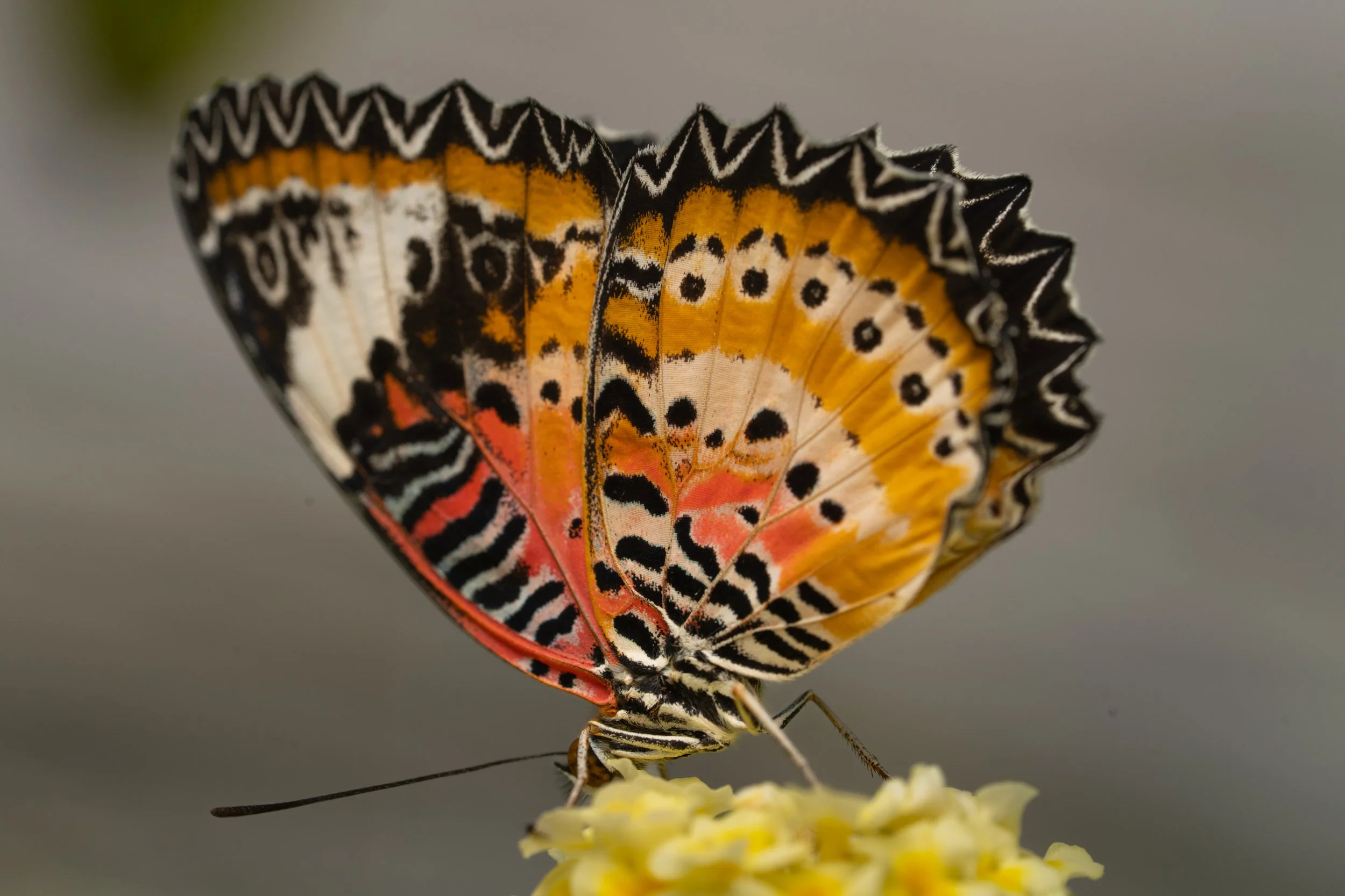 A colorful butterfly with patterned wings perched on a yellow flower.