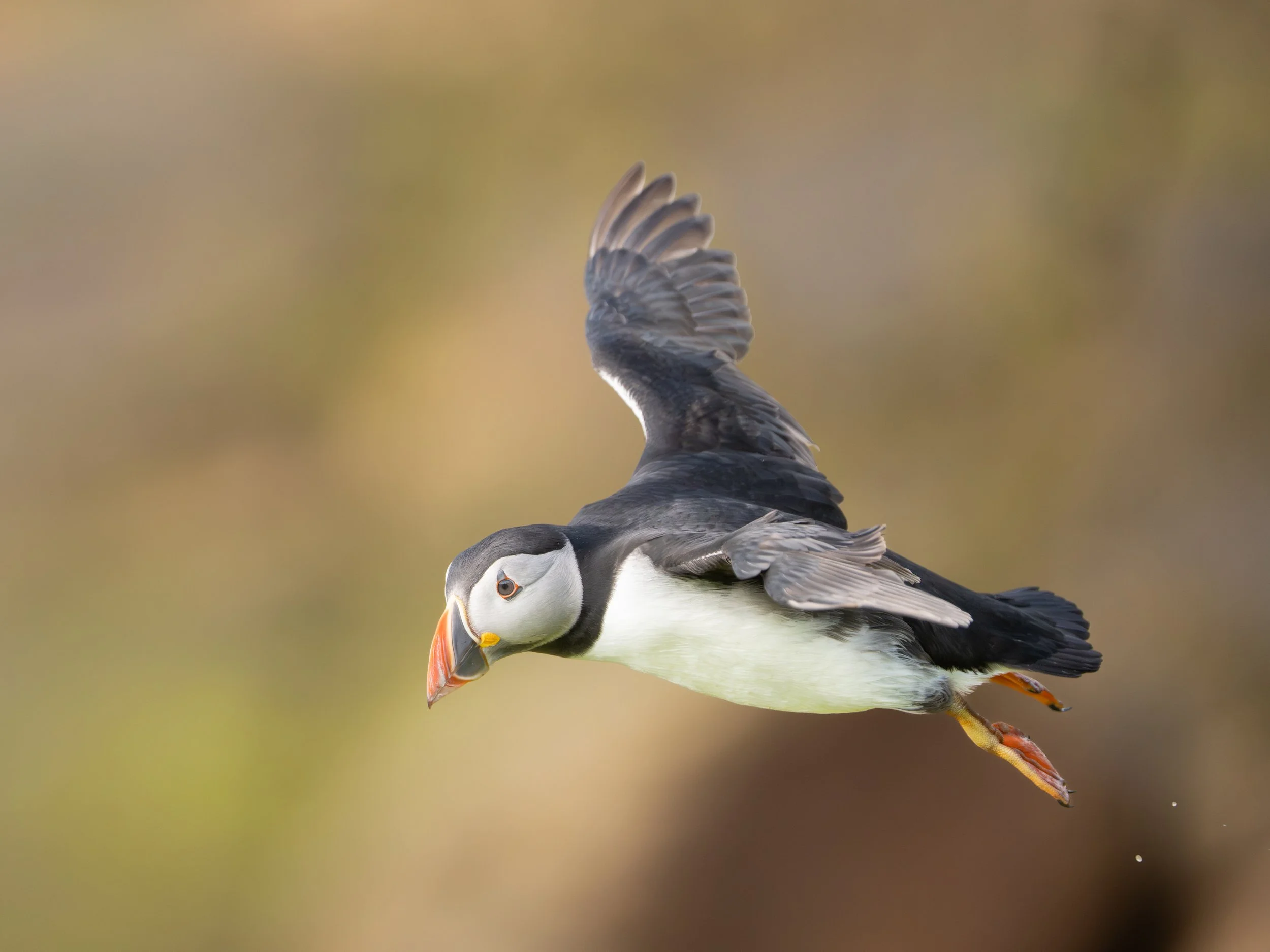 A puffin bird in mid-flight with its wings spread, displaying its black and white plumage, orange beak, and orange feet against a blurred background of warm colors.