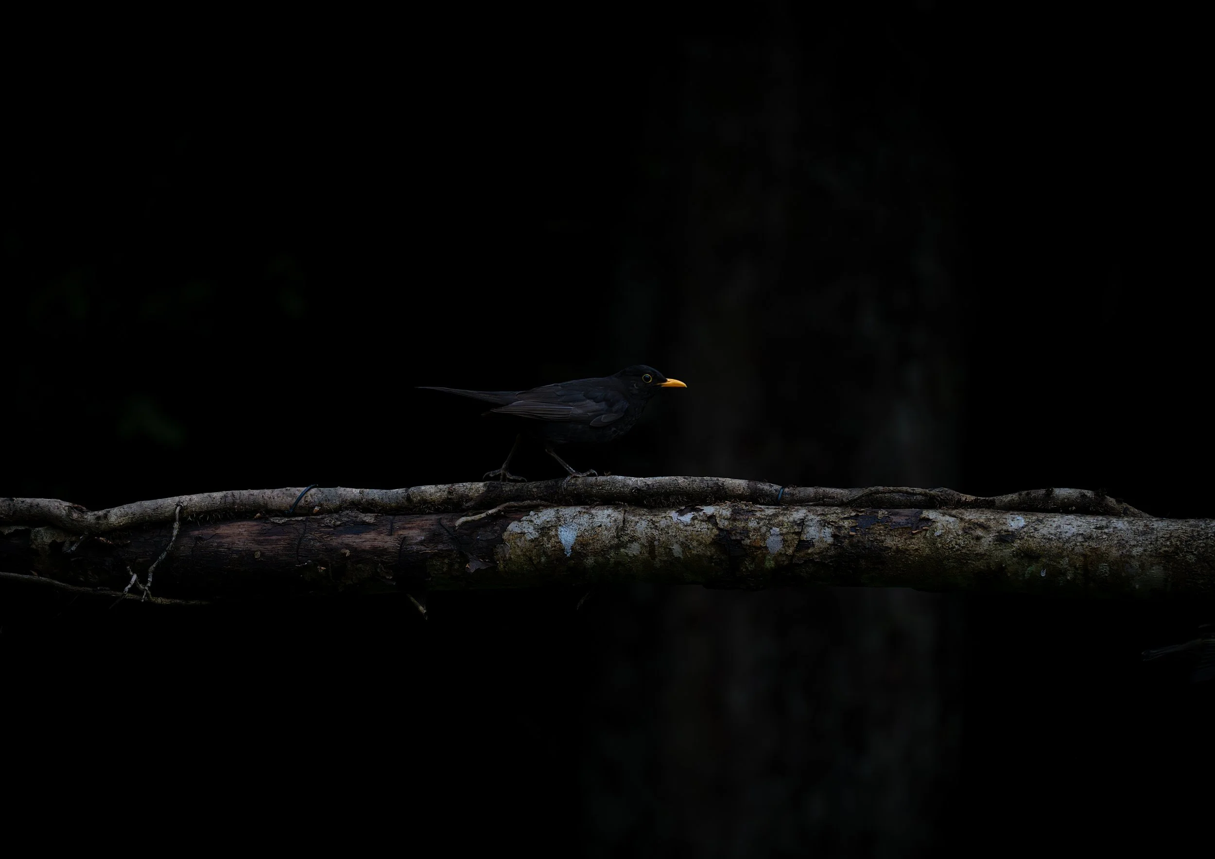 Black bird with a yellow beak perched on a tree branch in a dark forest.