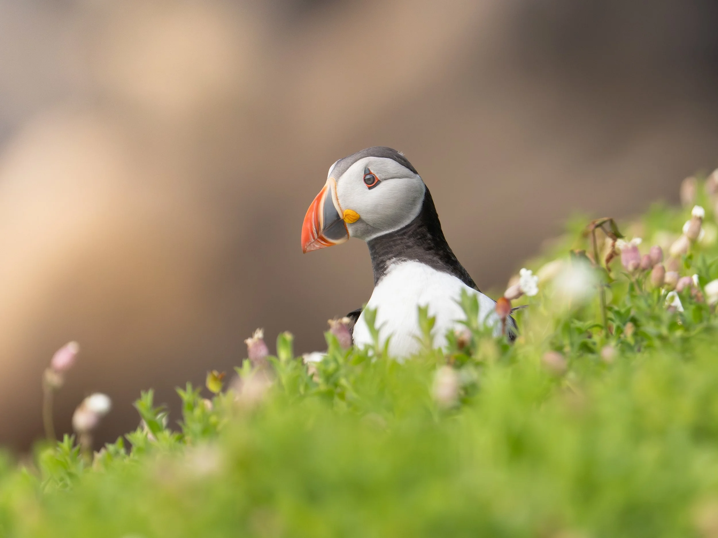 A puffin standing among green plants and pink flowers, with a blurred brown background.