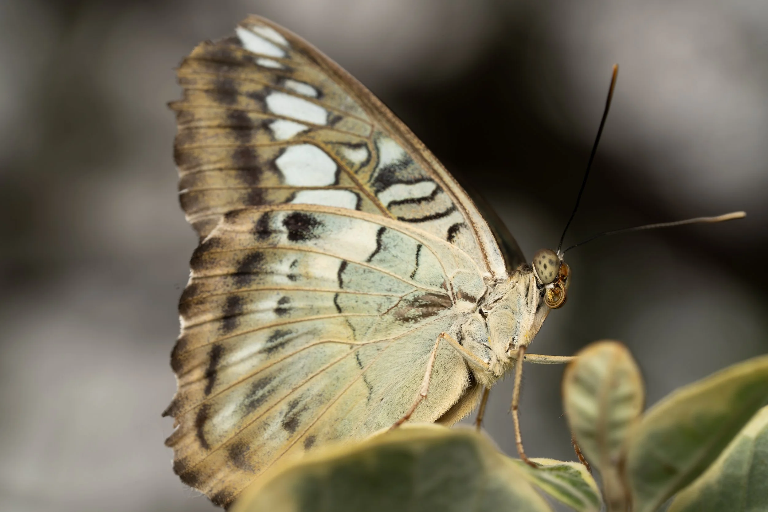 Close-up of a butterfly with intricate patterned wings resting on a leaf