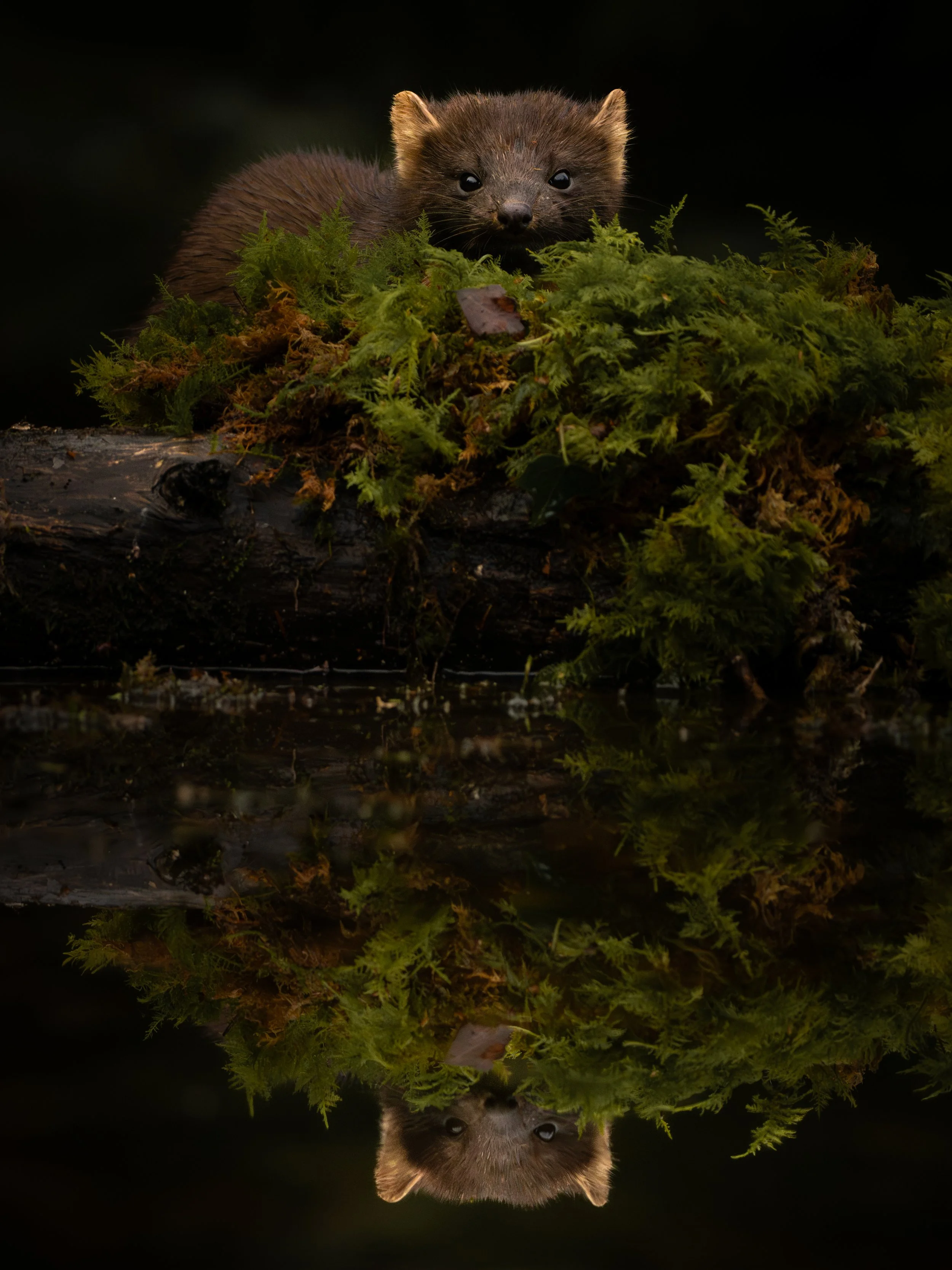 Wildlife