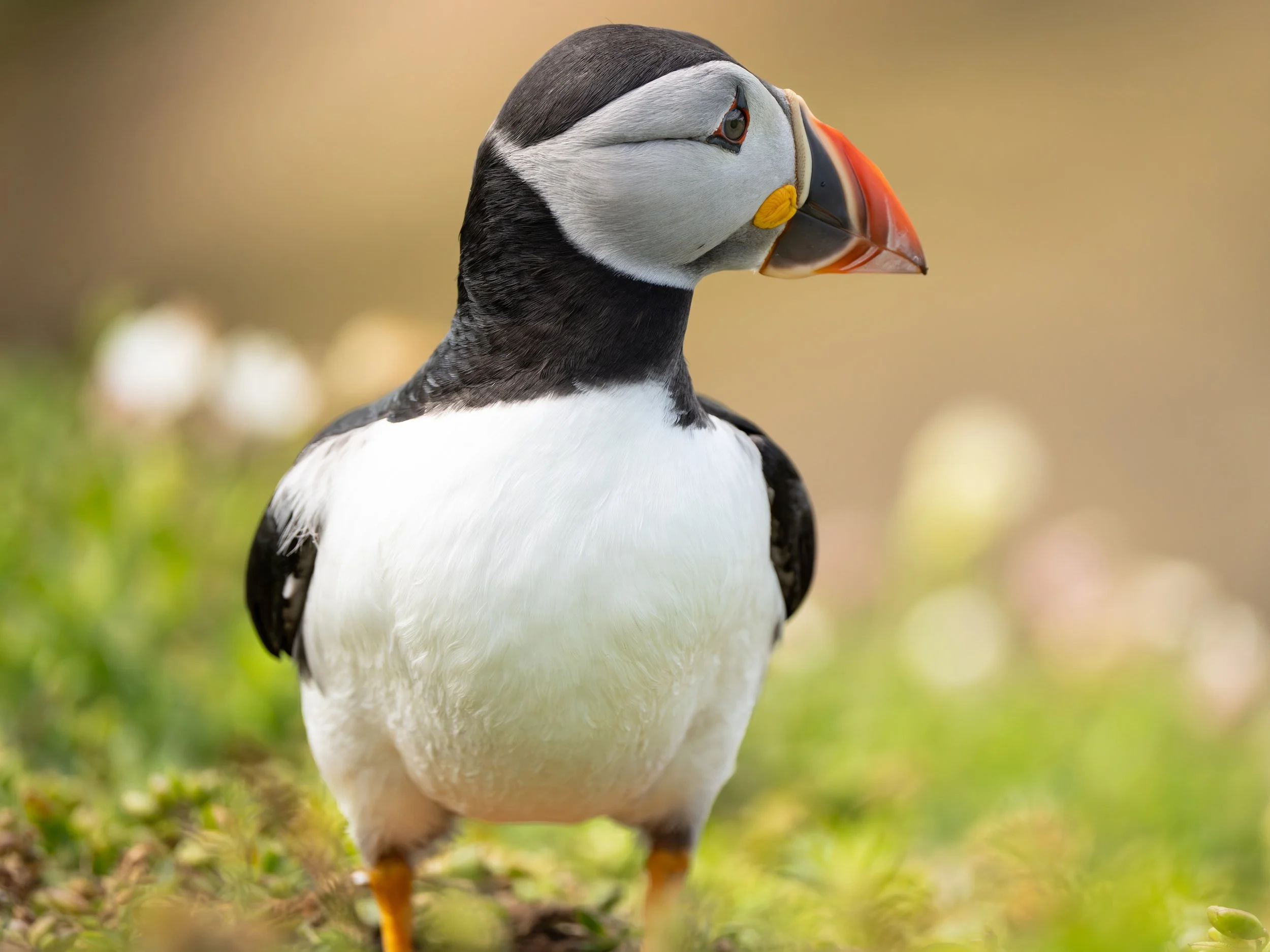 A close-up of a puffin bird standing on a grassy ground with a blurred background.