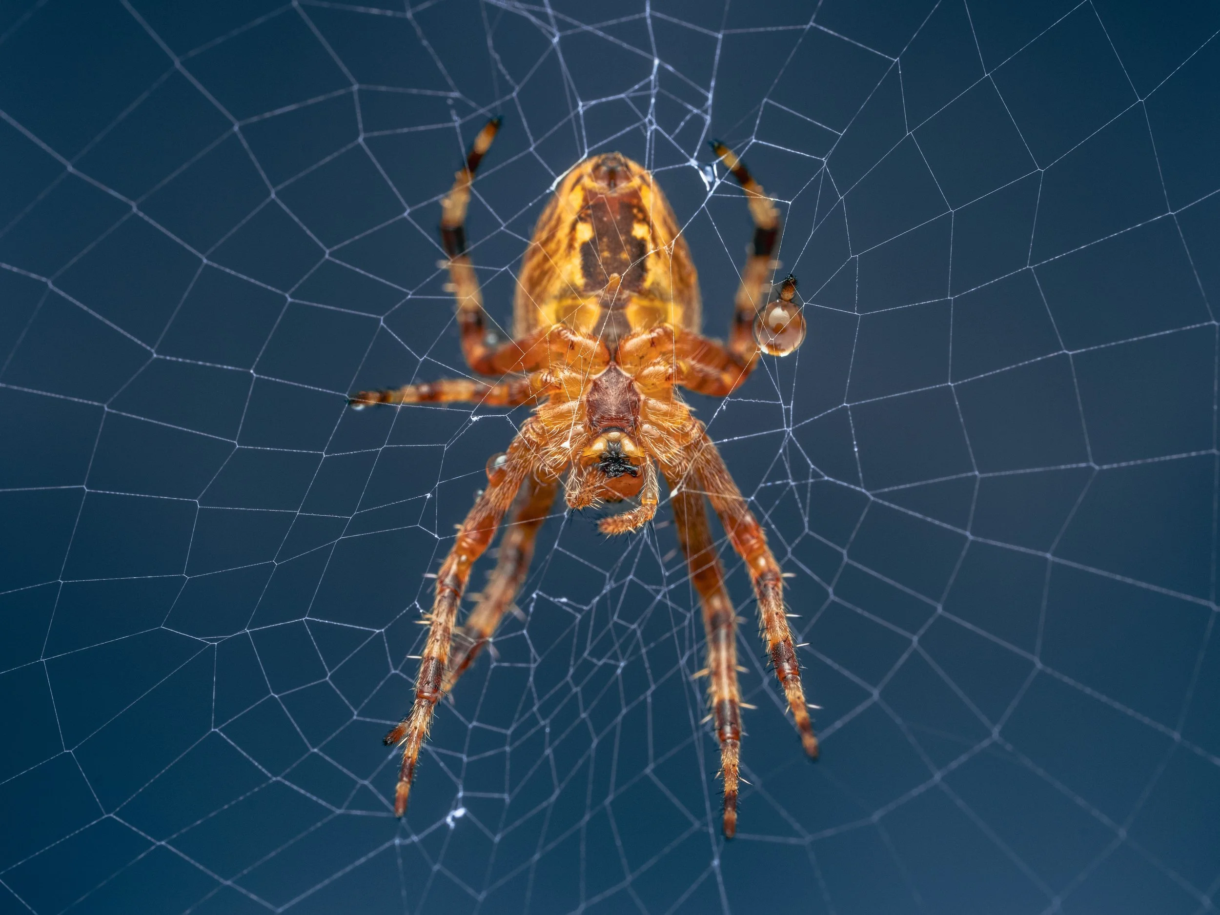 Cross Orbweaver 2.jpg