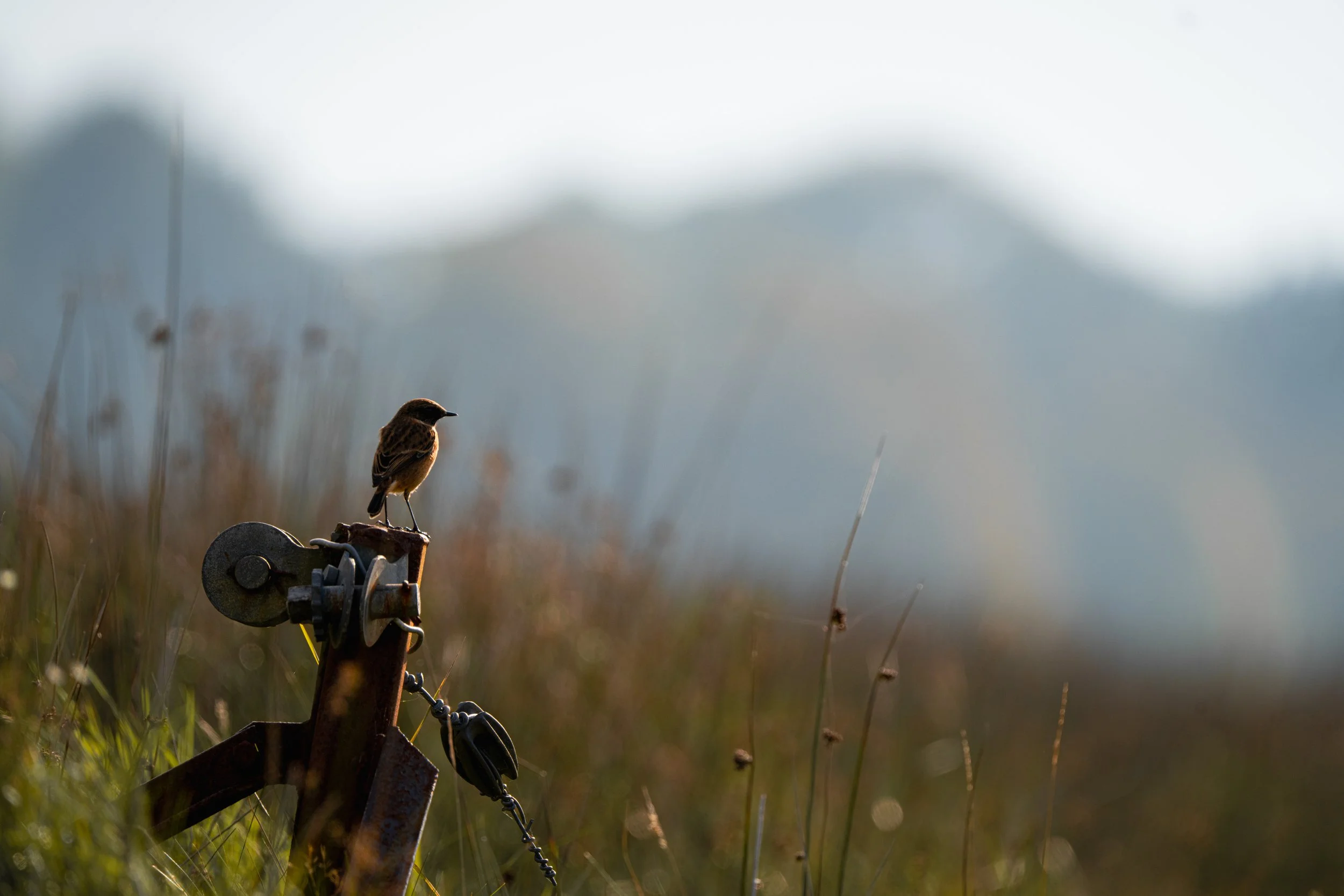 Small stonechat perched on a rusty metal post in a natural outdoor setting with tall grasses and mountains in the distance.
