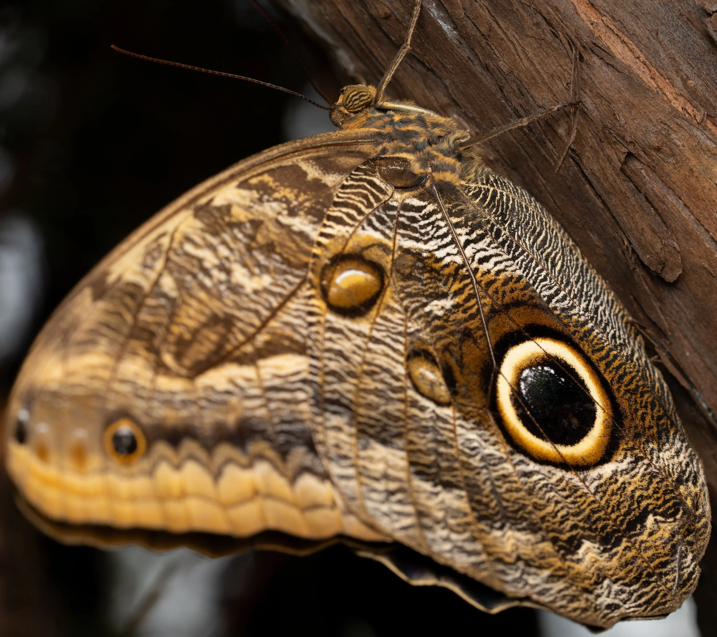 Close-up of a butterfly on a piece of tree trunk, showing intricate details and eye markings on its wings.