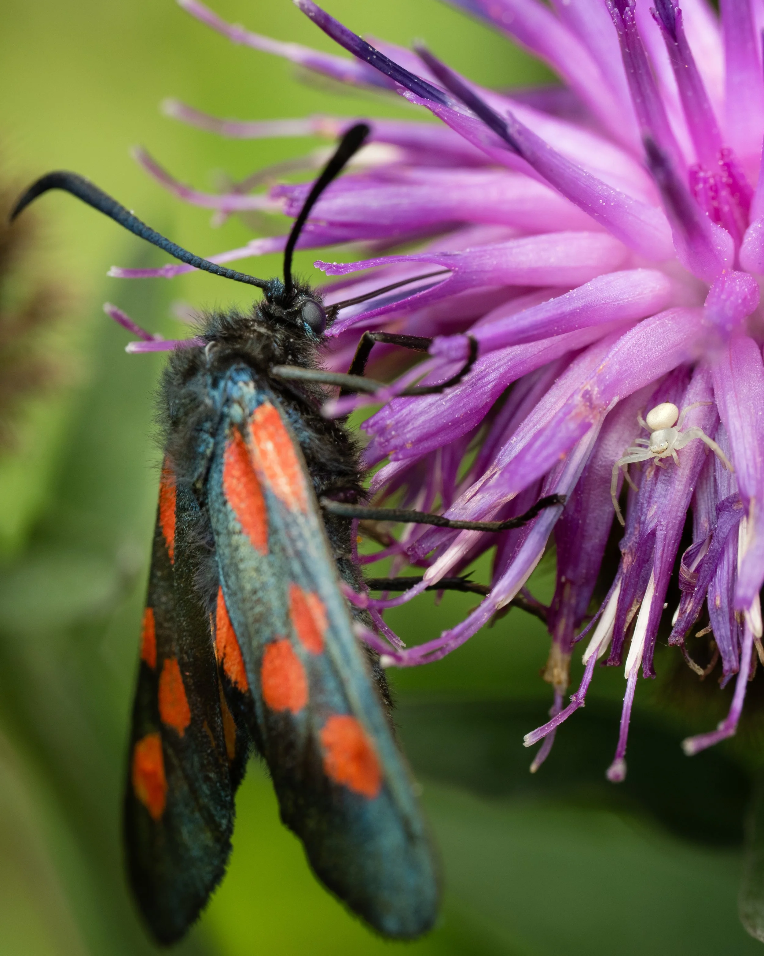 A five-spot burnet moth shares some knapweed with a crab spider